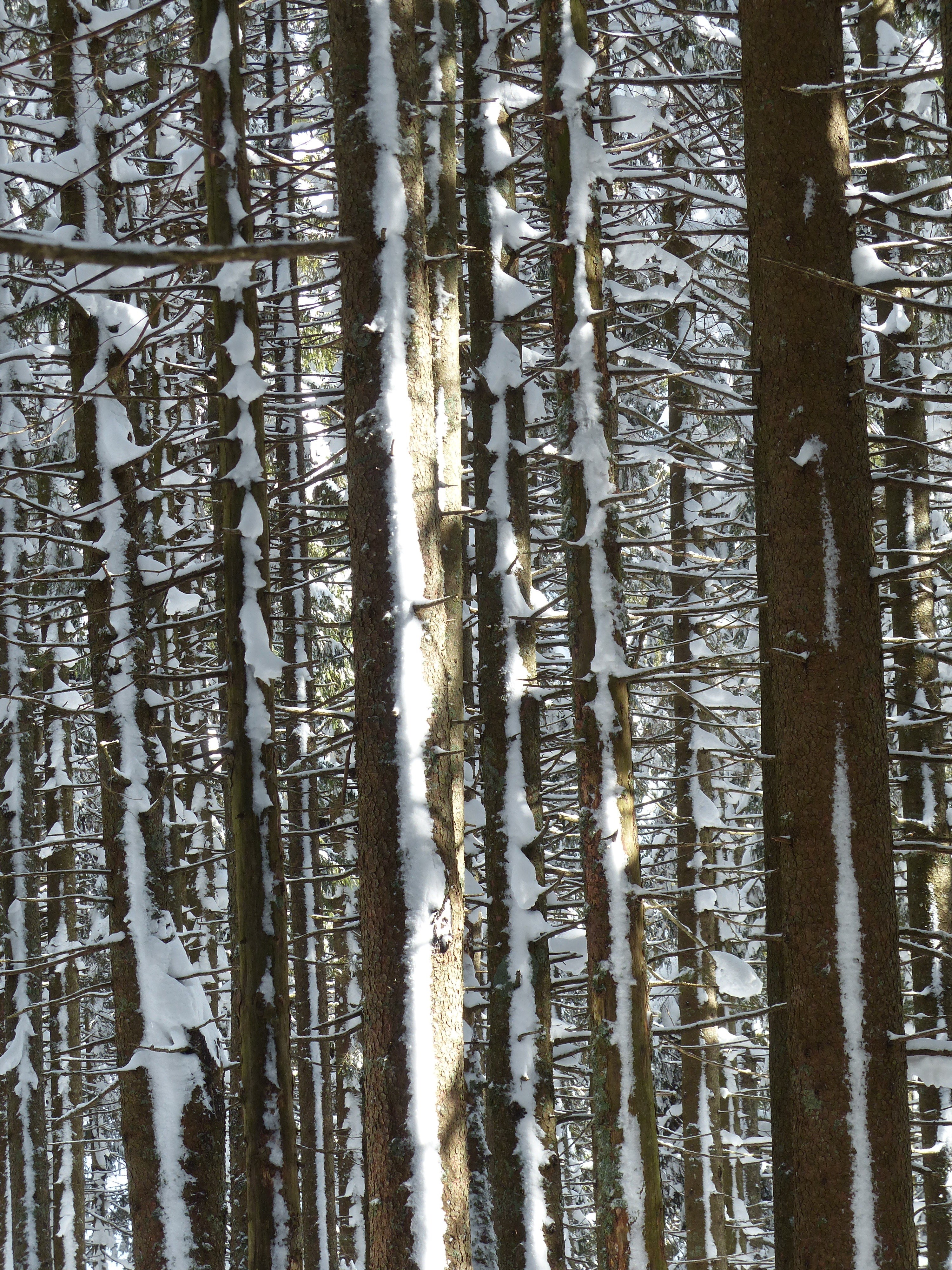fir firs trees snowy winter snow wintry 4k, Phone HD Wallpaper