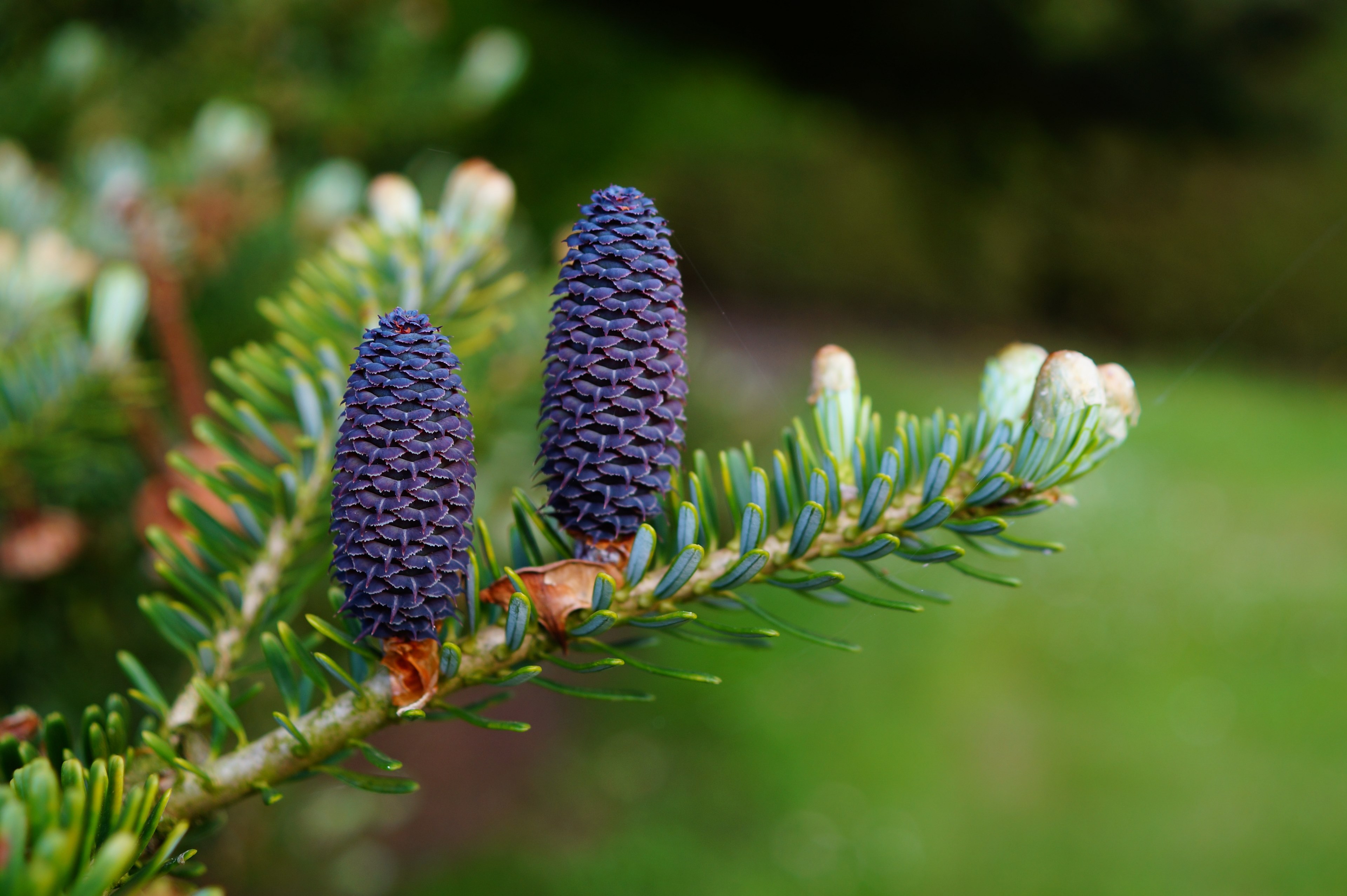 fir tannenzweig pine cones needles tap blue 4k, HD Wallpaper