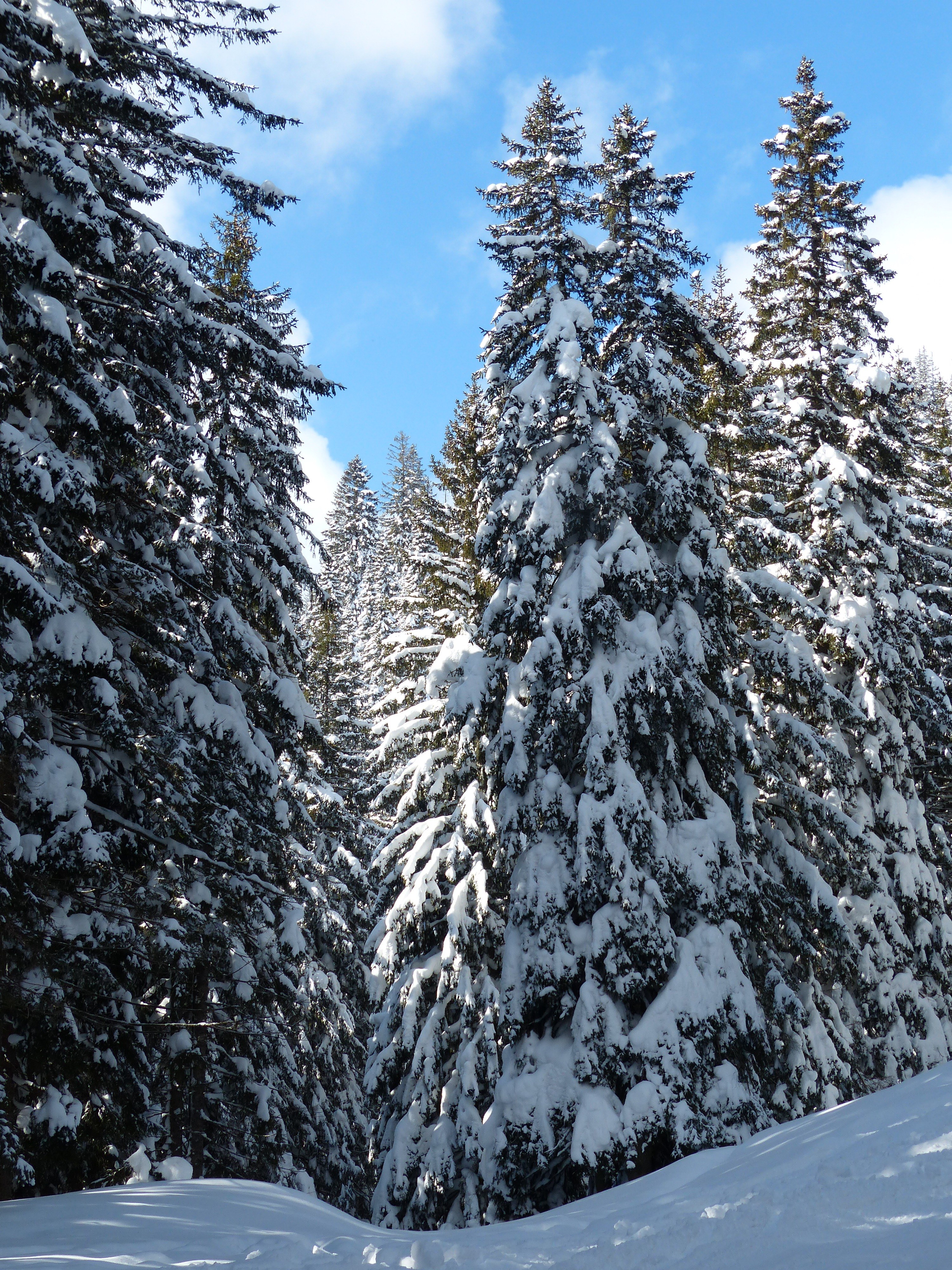 fir firs trees snowy winter snow sky 4k, Phone HD Wallpaper