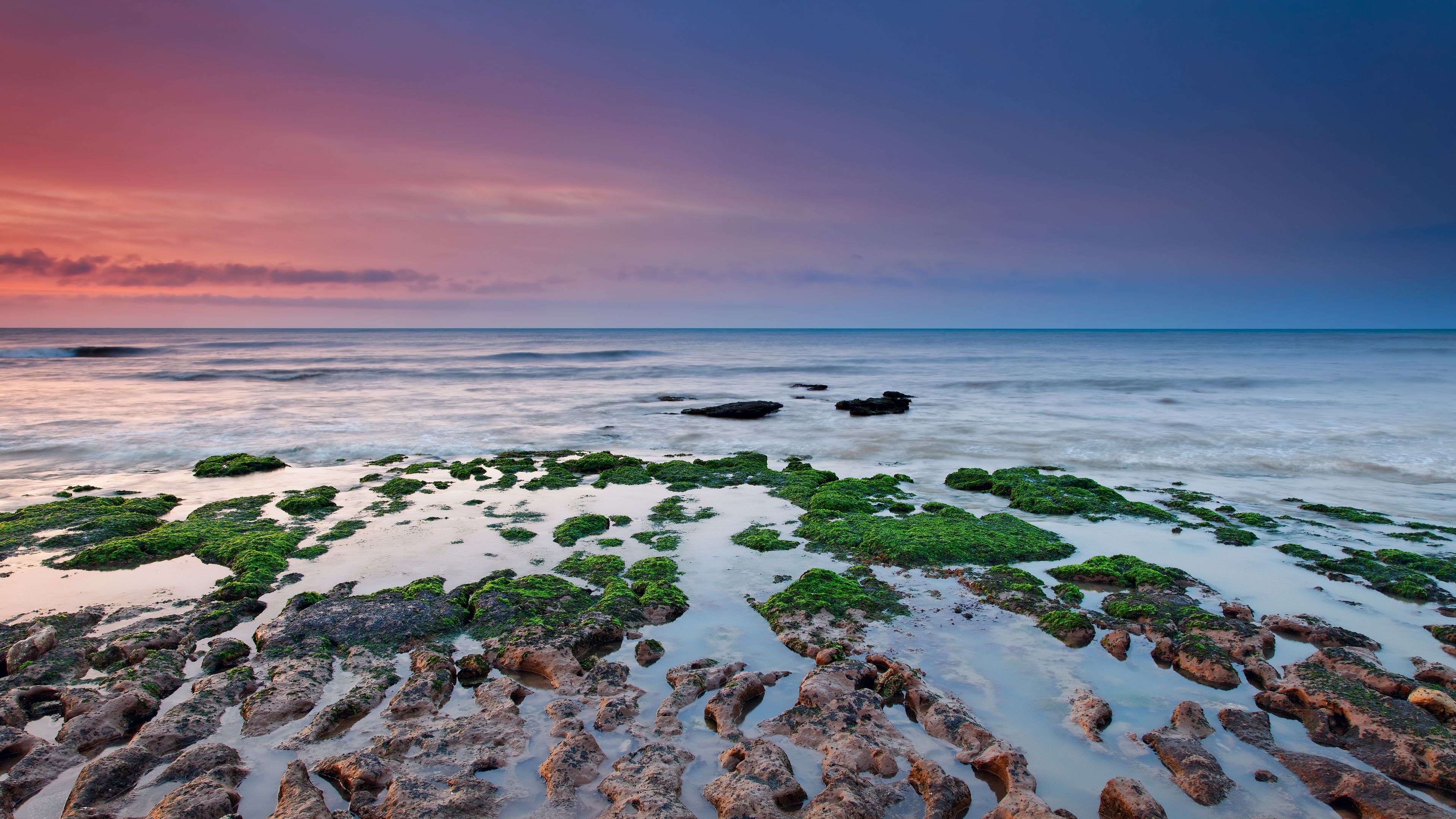 reefs, moss, sea, rain, algae, 4k, HD Wallpaper