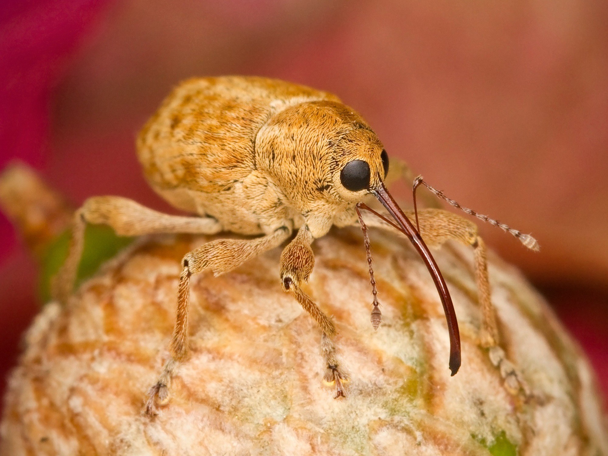 filbert weevil bug insect close up macro 4k, HD Wallpaper