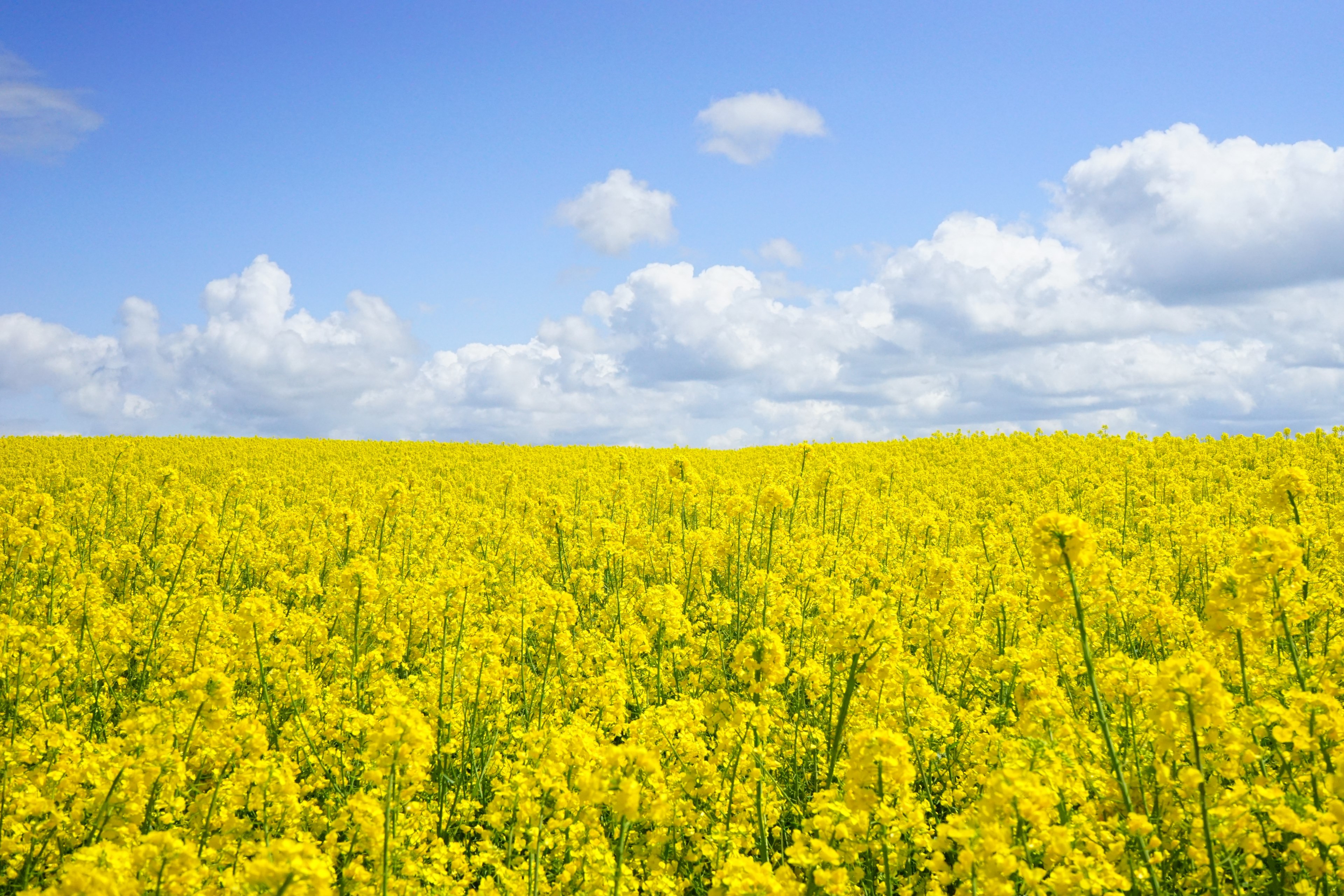 field of rapeseeds oilseed rape blütenmeer yellow 4k, HD Wallpaper