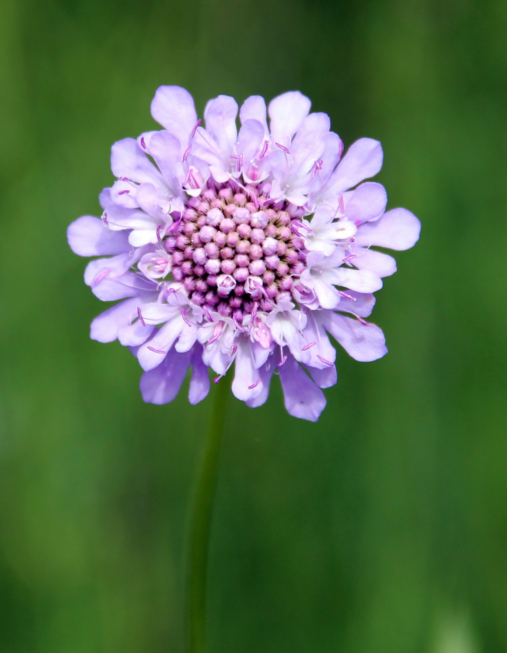 field scabious purple wild flower 4k, Phone HD Wallpaper