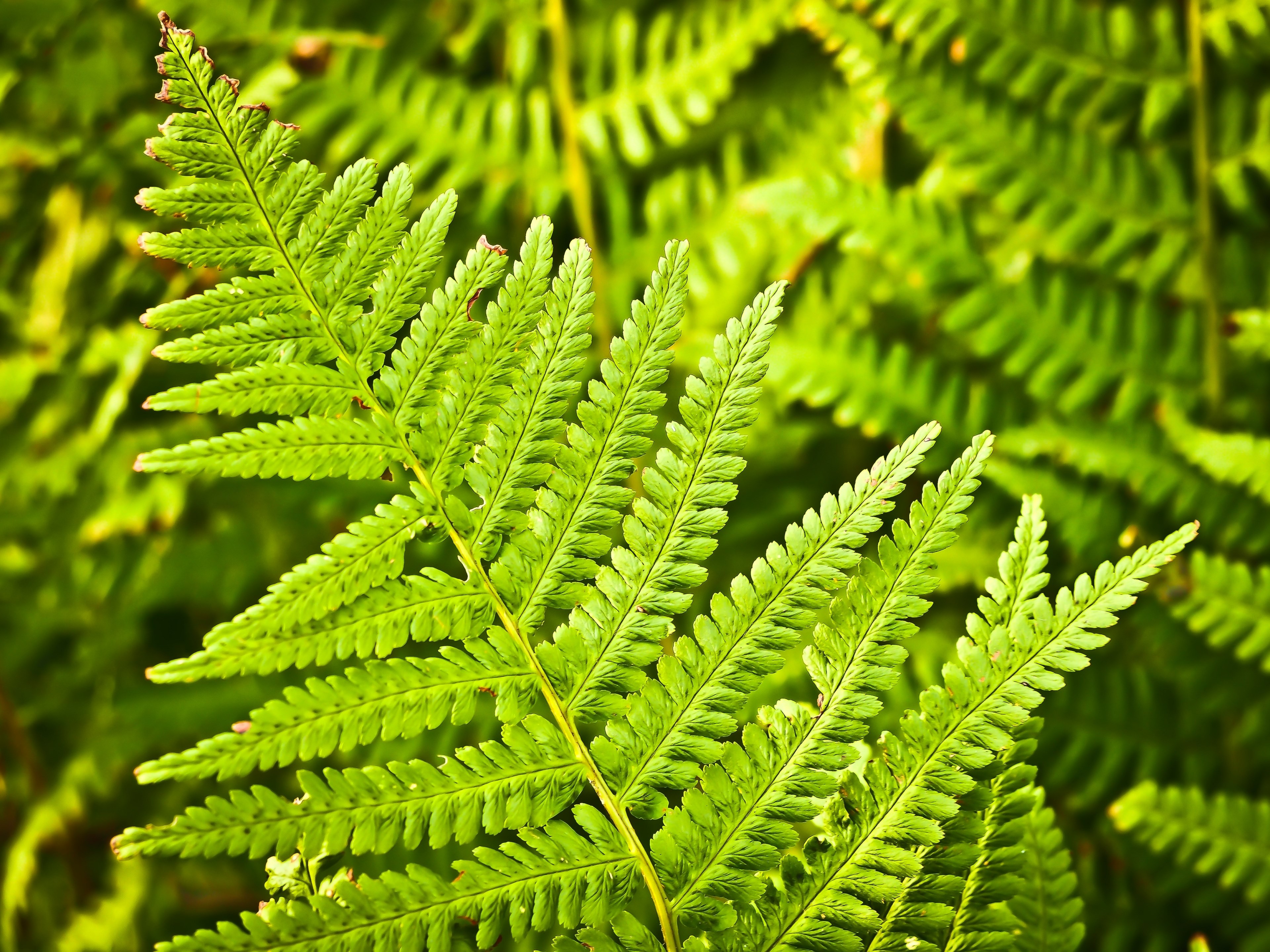 fern nature green plant forest leaves flora 4k, HD Wallpaper