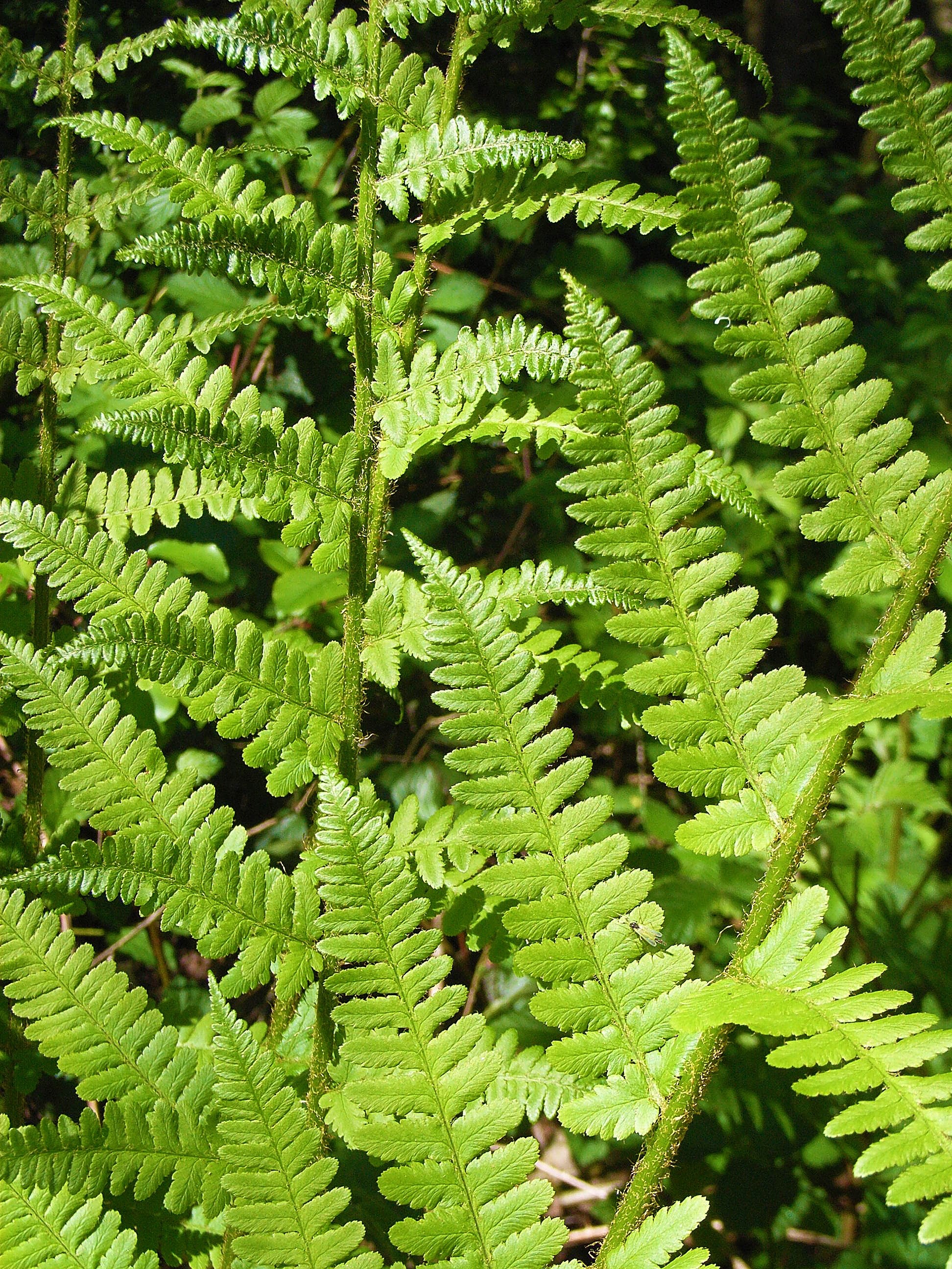 fern forest ground green frisch bush plant 4k, Phone HD Wallpaper