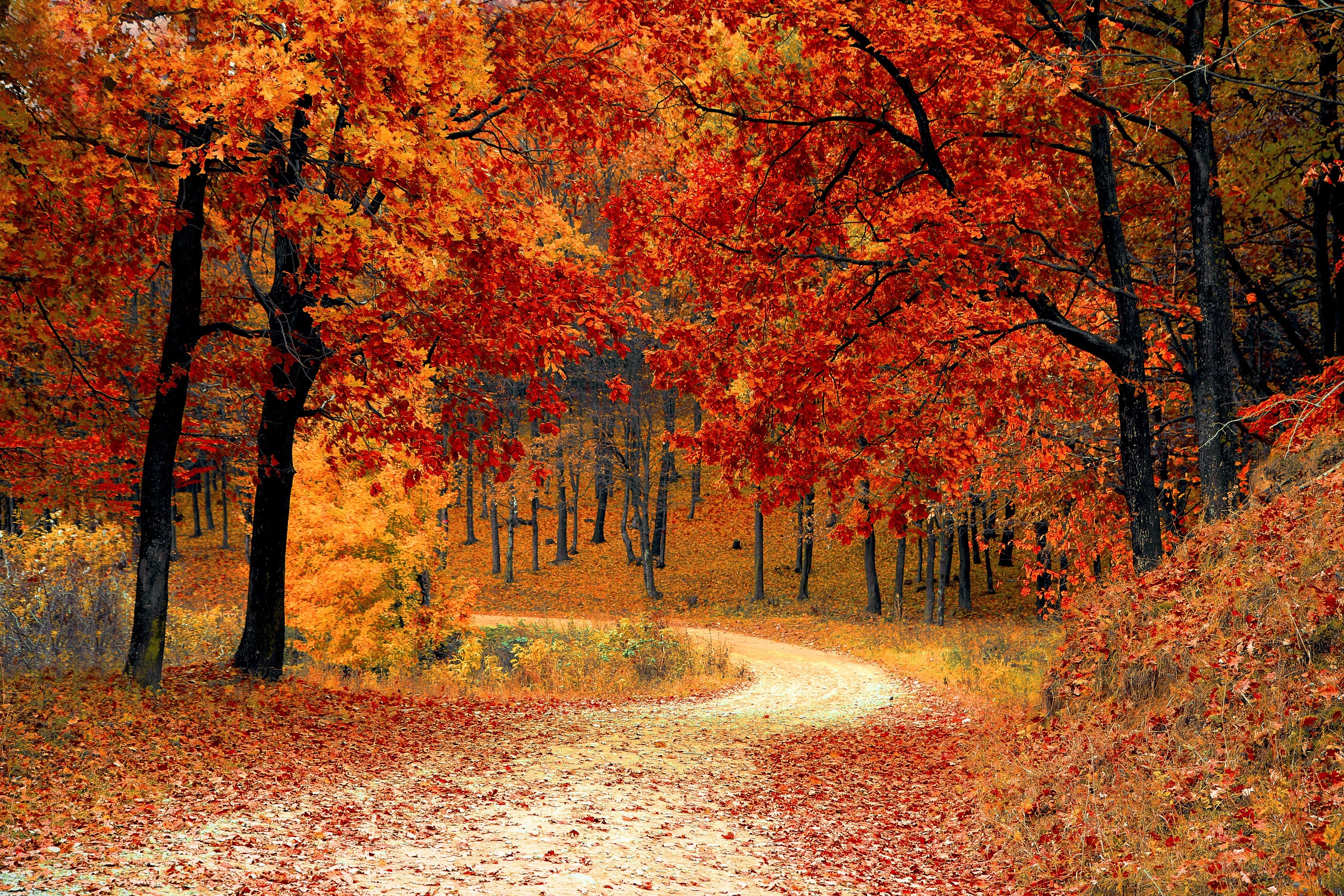 fall autumn red season woods nature leaves tree 4k, HD Wallpaper