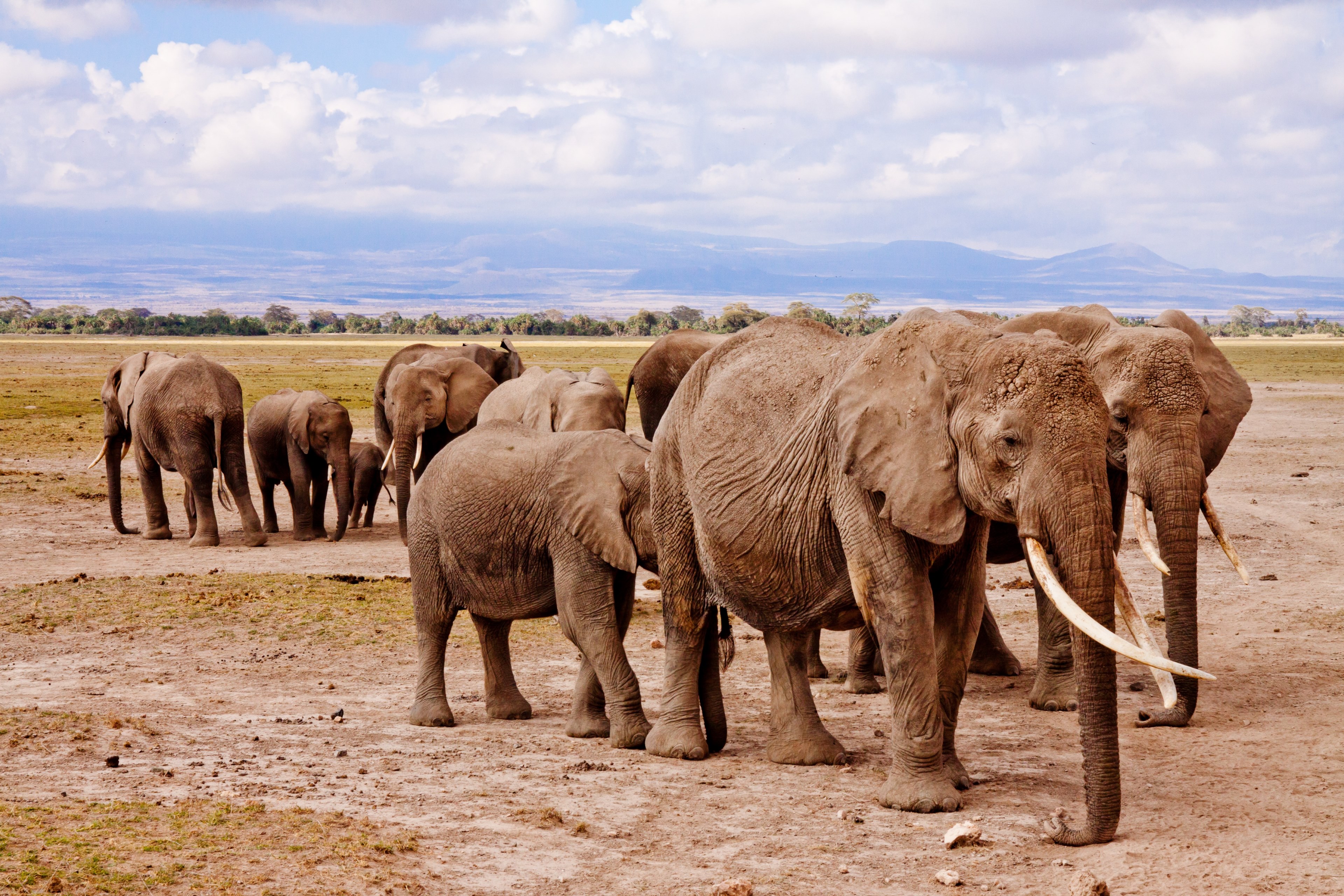 elephants africa amboseli animal safari 4k, HD Wallpaper