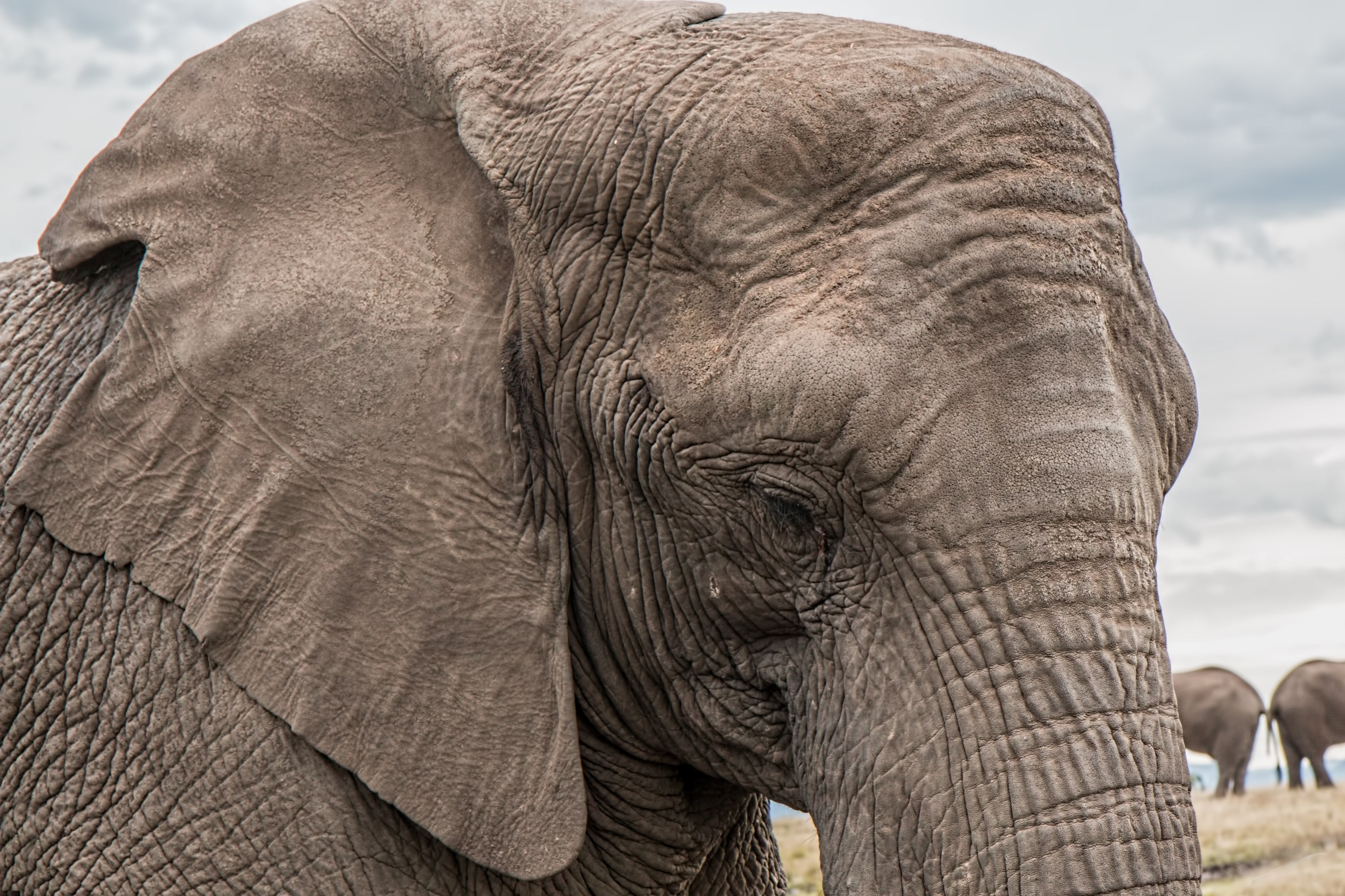 elephant trunk skin care big african endangered 4k, HD Wallpaper