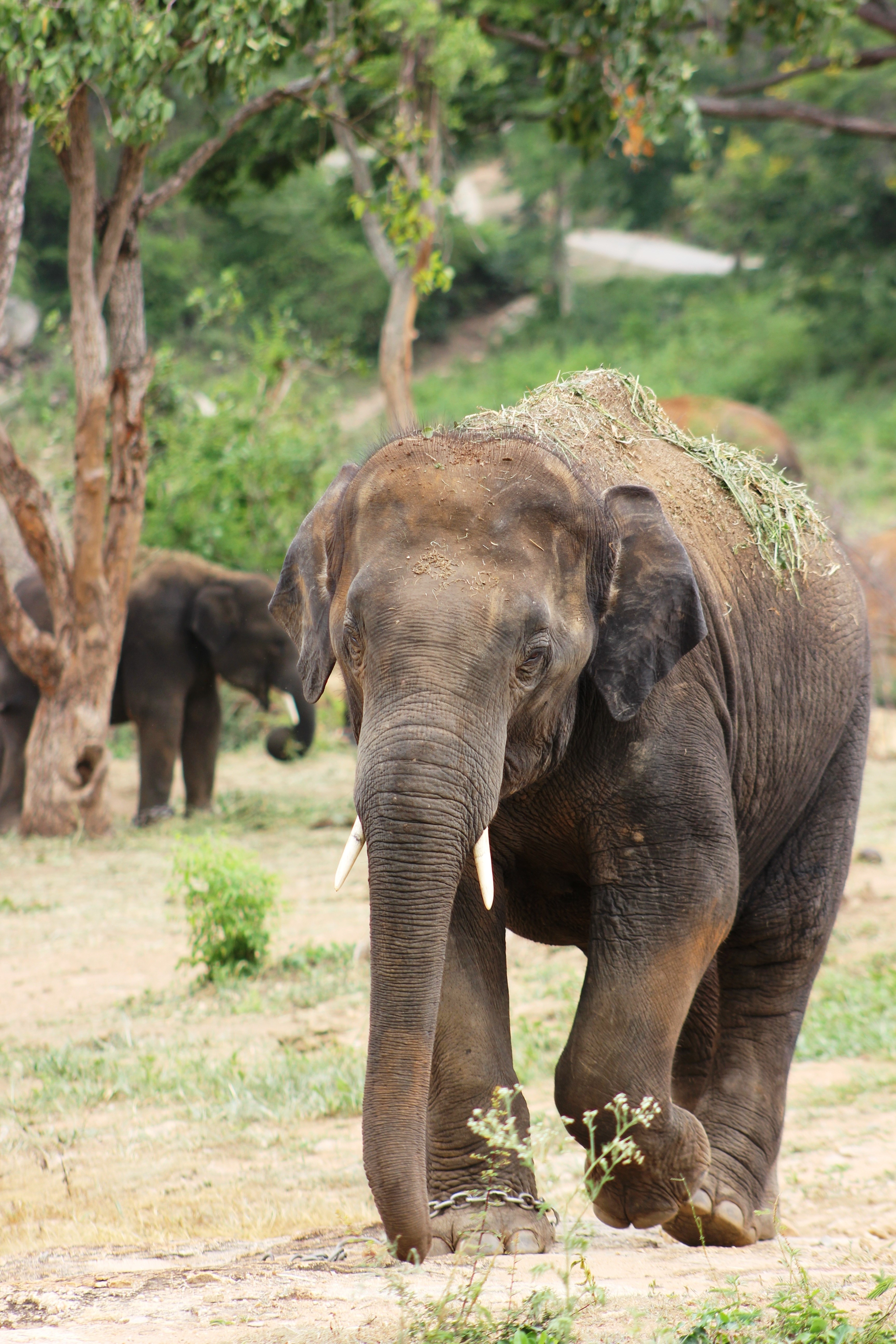 elephant big nature wildlife walking safari zoo 4k, Phone HD Wallpaper