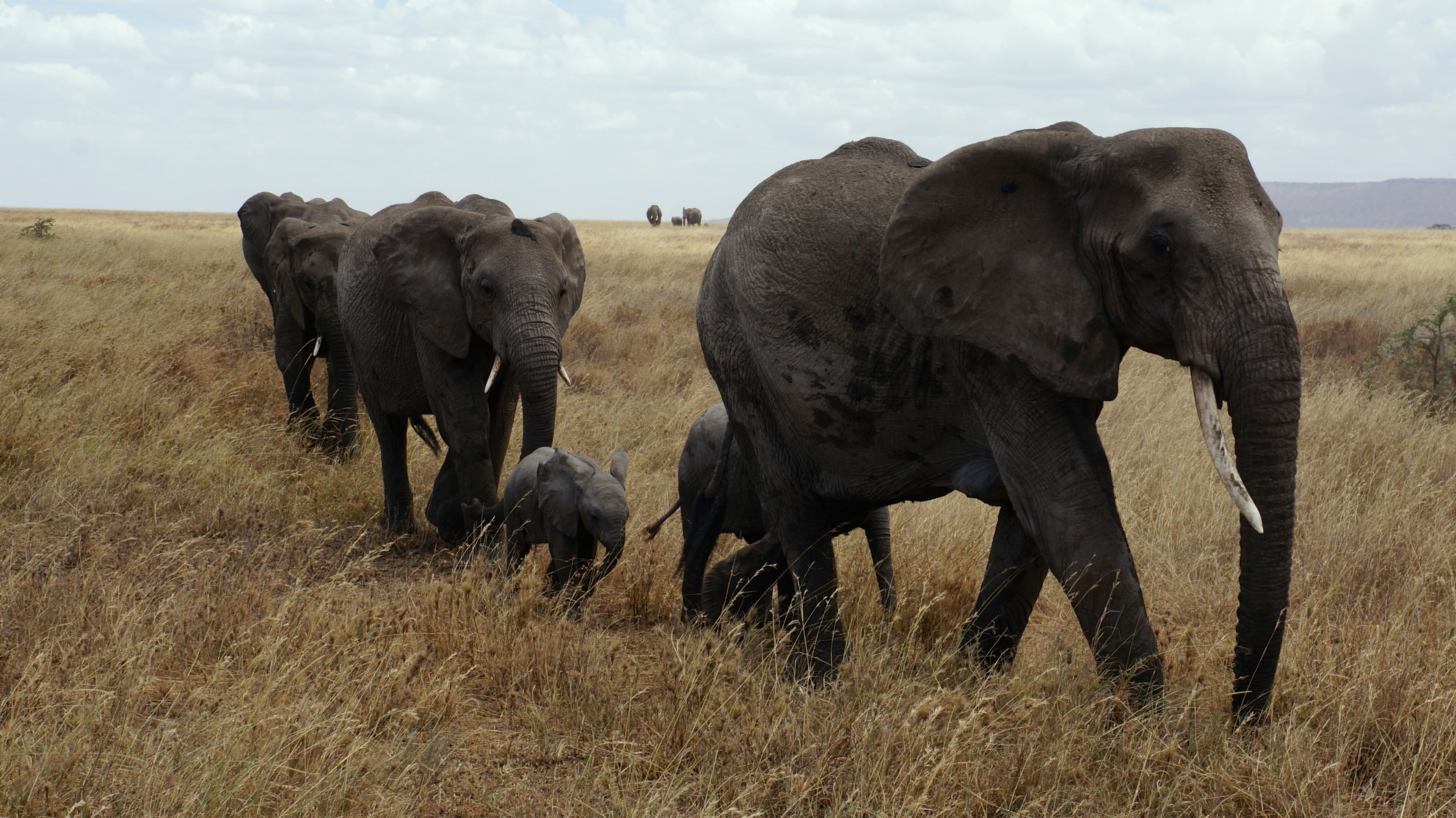 elephant serengeti national park pachyderm safari 4k, HD Wallpaper