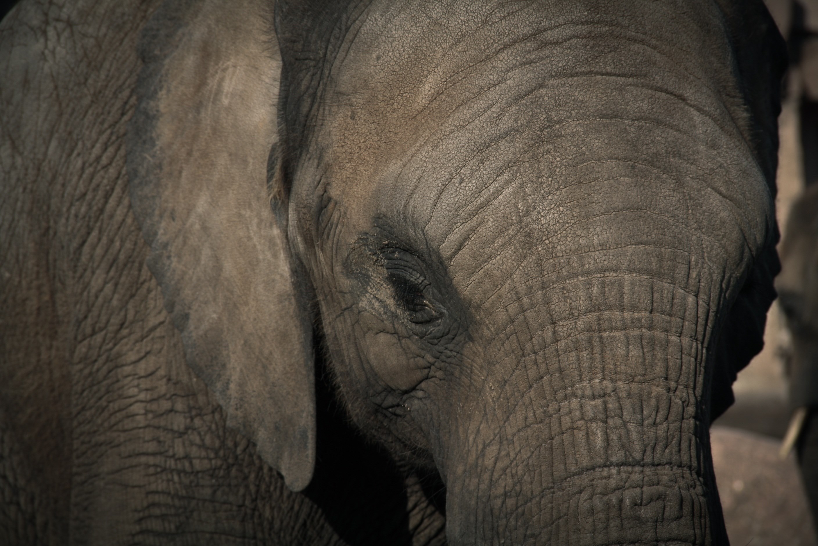 elephant zoo pachyderm head 4k, HD Wallpaper