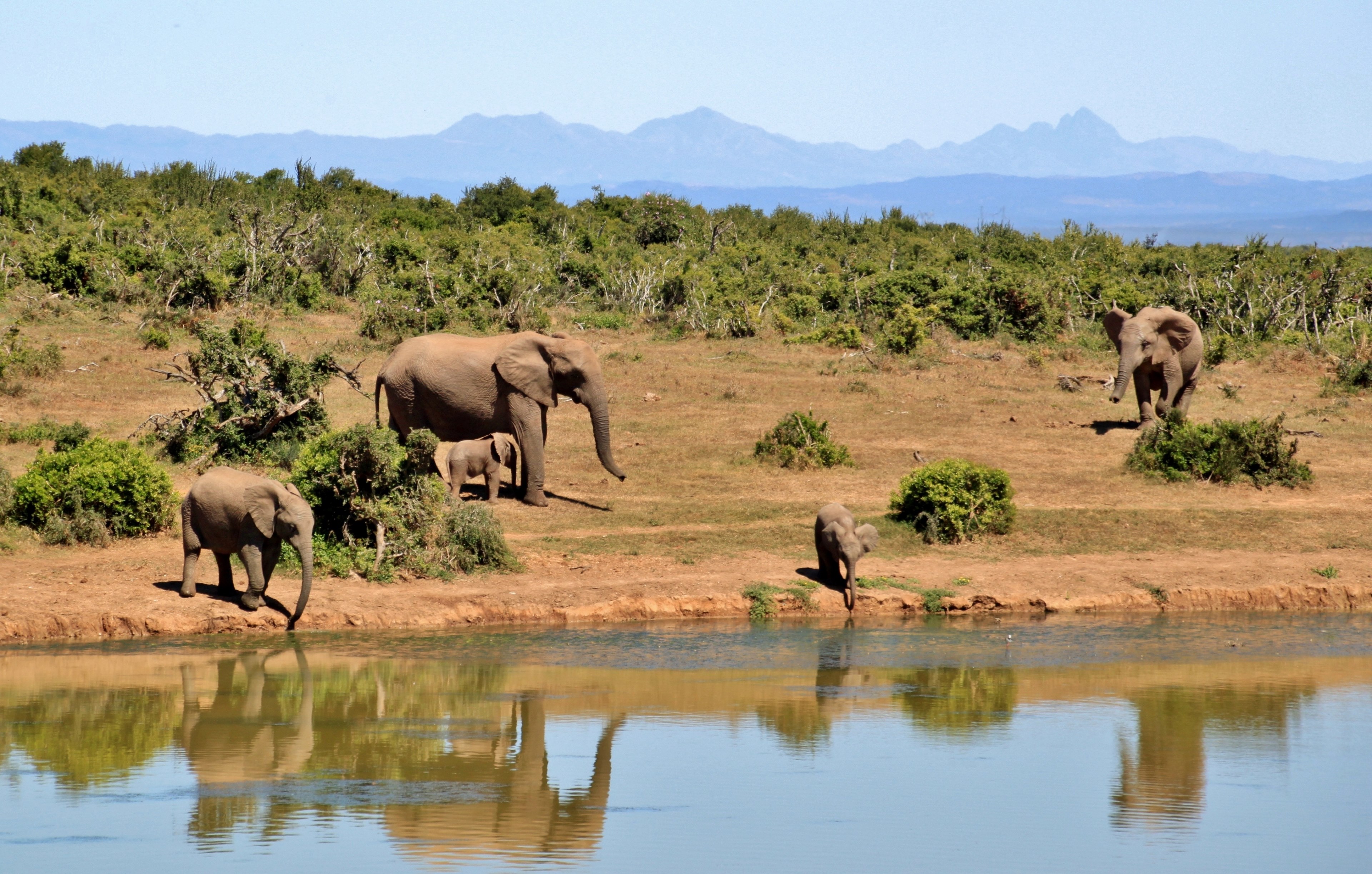 elephant herd of elephants animals 4k, HD Wallpaper