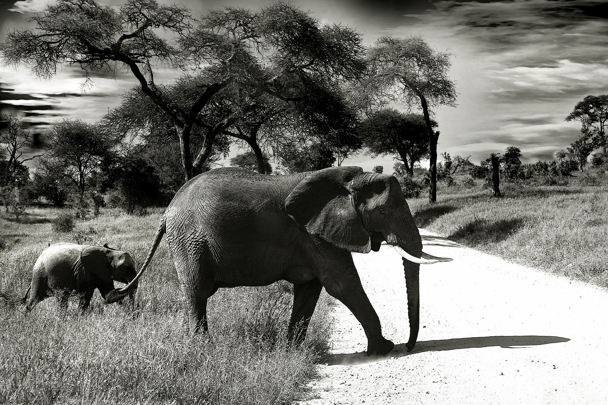 elephant baby elephant animal wilderness 4k, HD Wallpaper
