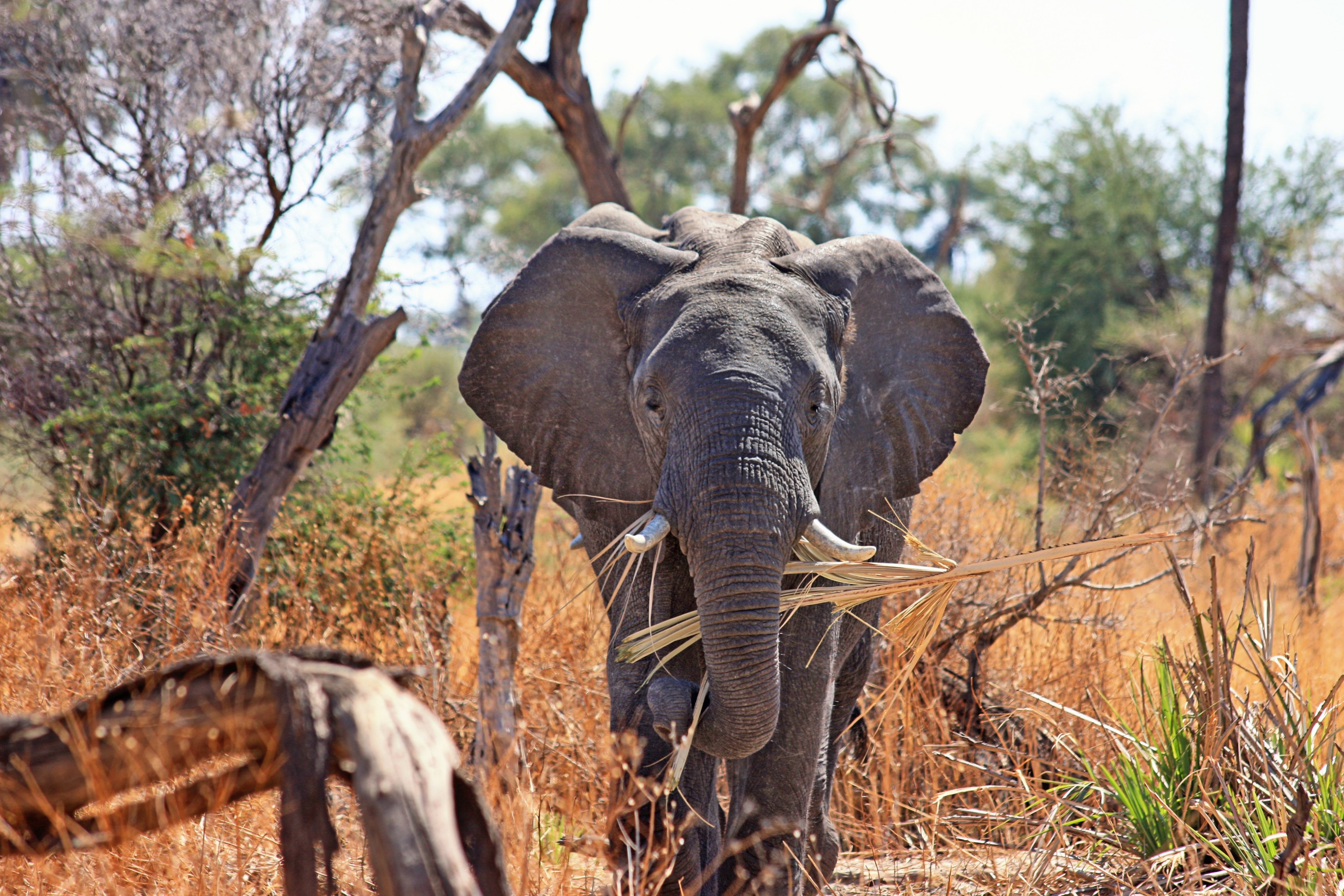 elephant animal proboscis safari africa 4k, HD Wallpaper
