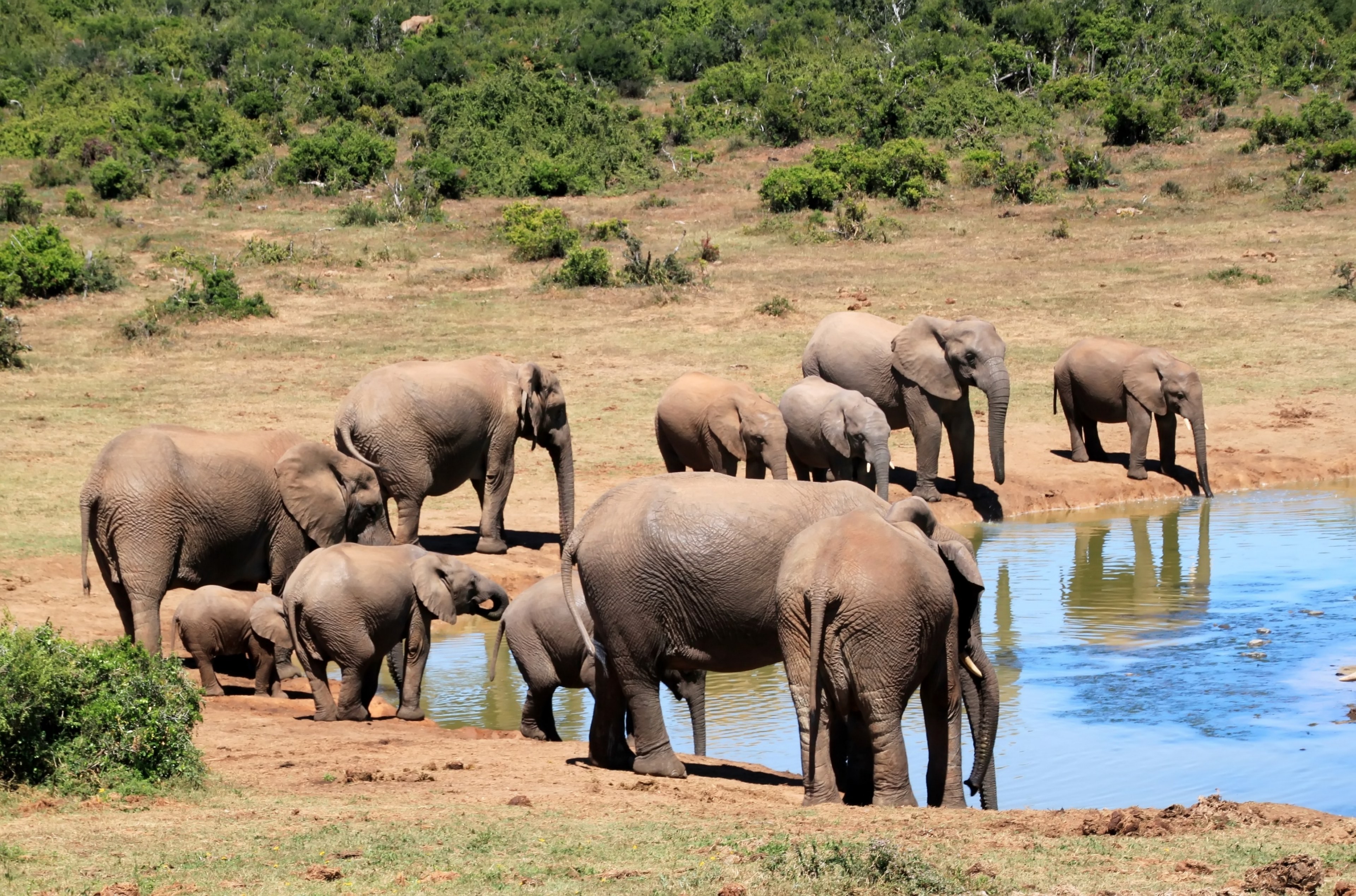 elephant african bush elephant wilderness 4k, HD Wallpaper