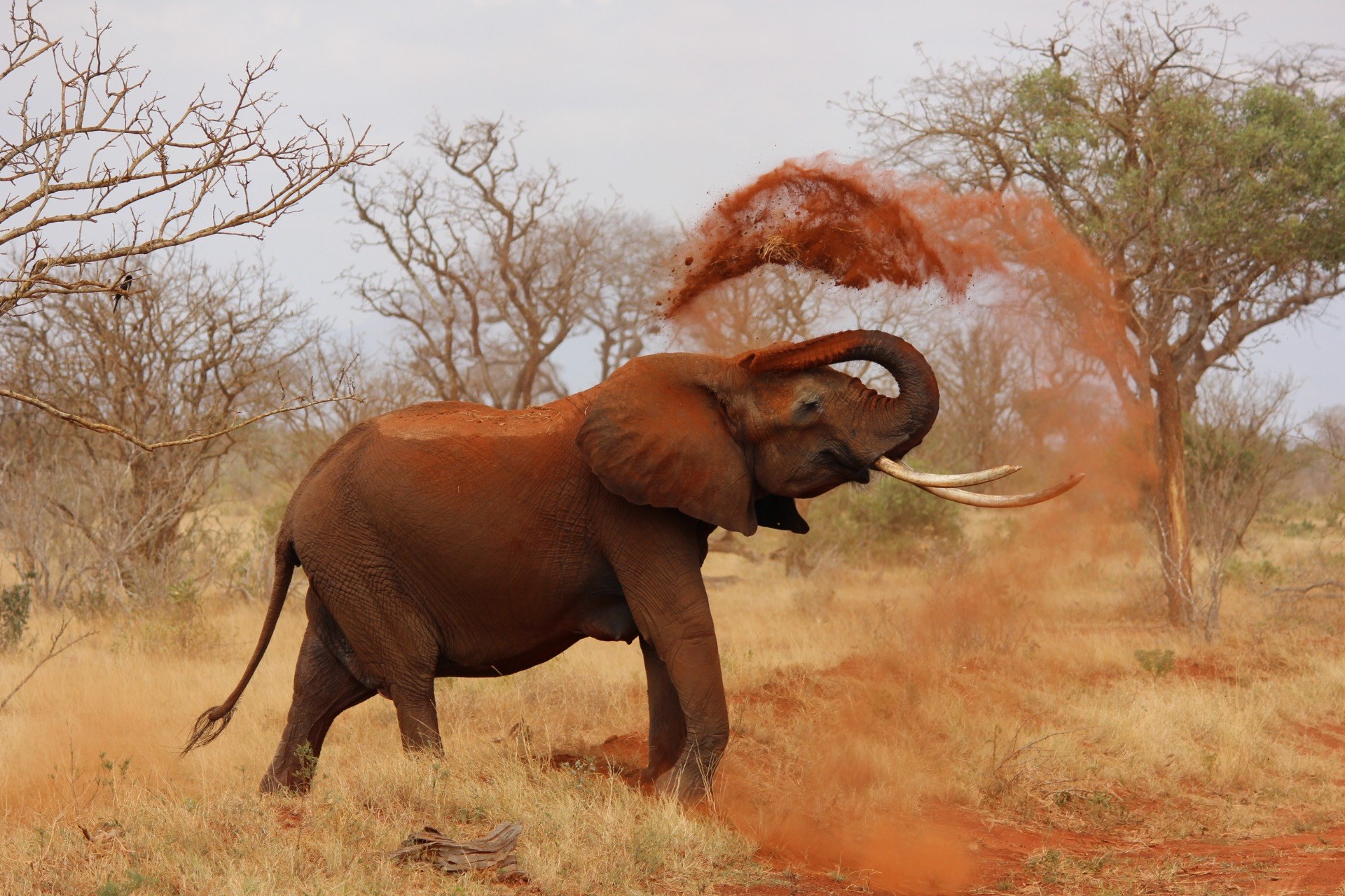 elephant africa african elephant kenya tsavo 4k, HD Wallpaper