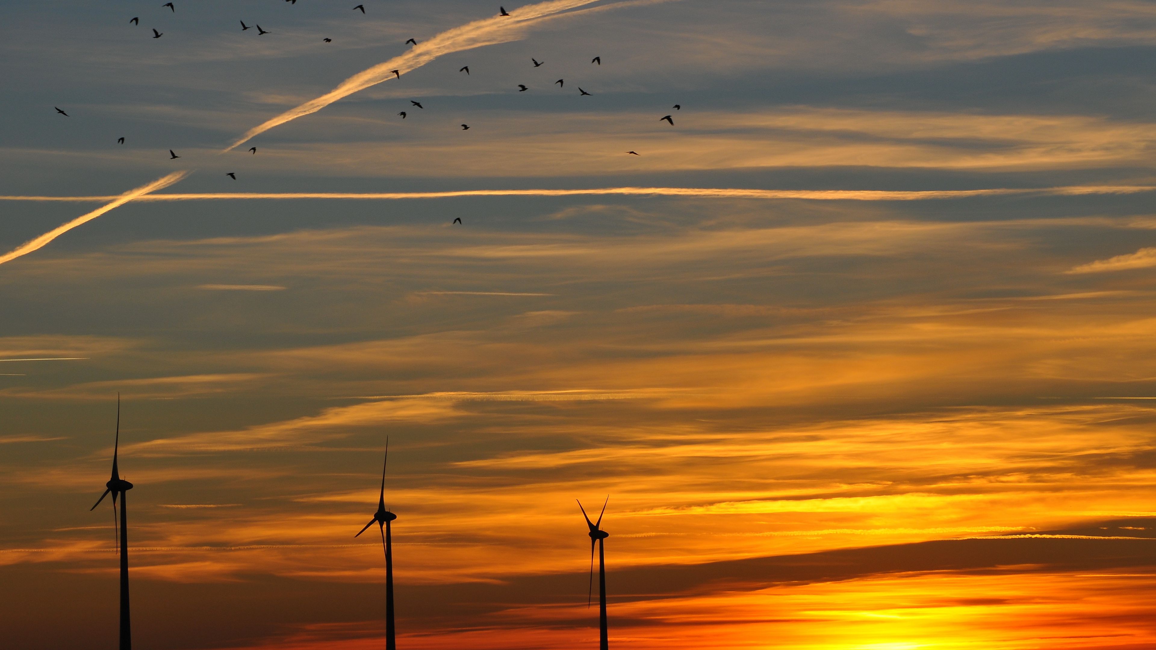 sky, birds, evening, decline, orange, twilight, landscape, 4k, HD Wallpaper