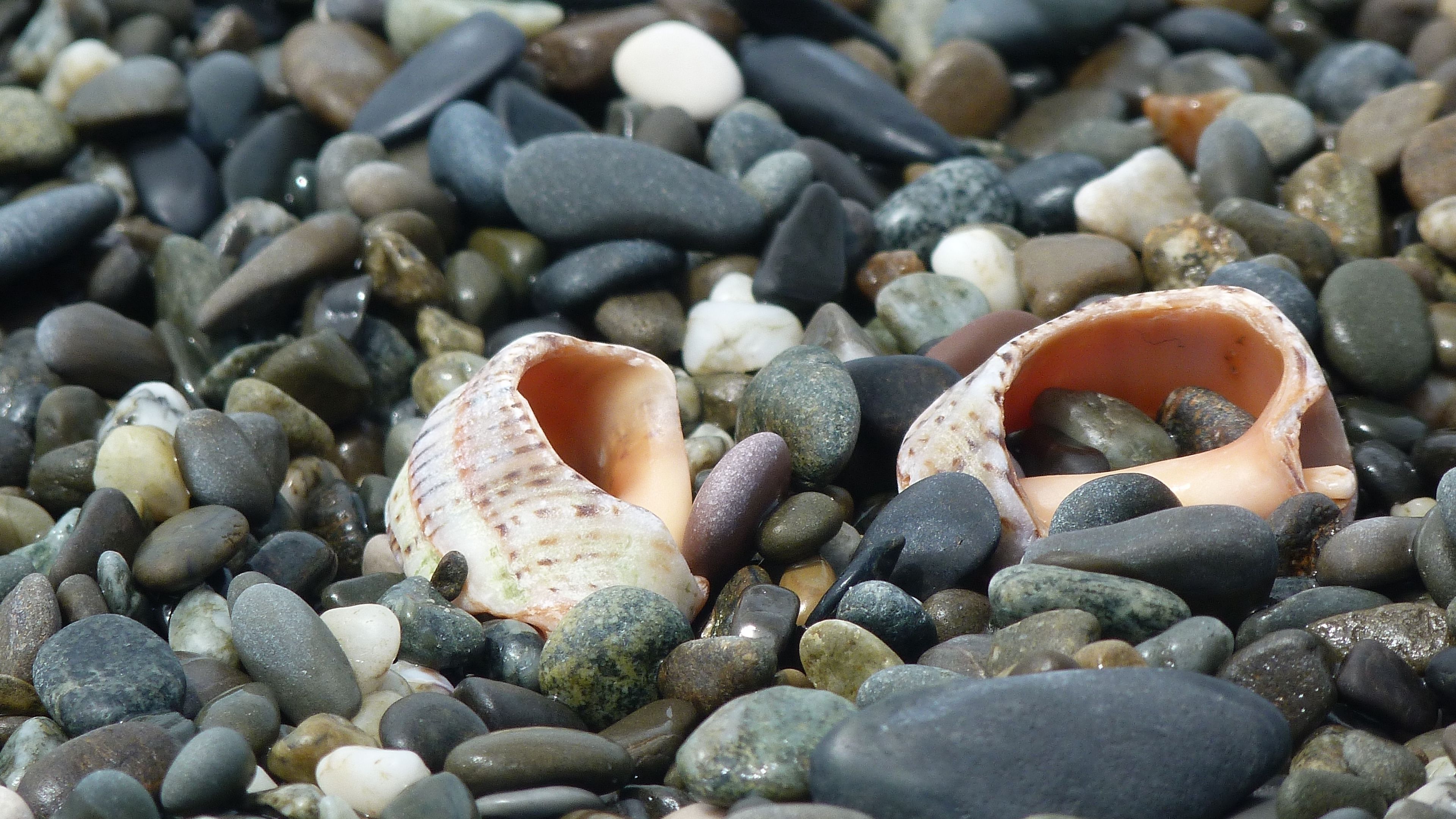 cockleshells, sinks, coast, stones, 4k, HD Wallpaper