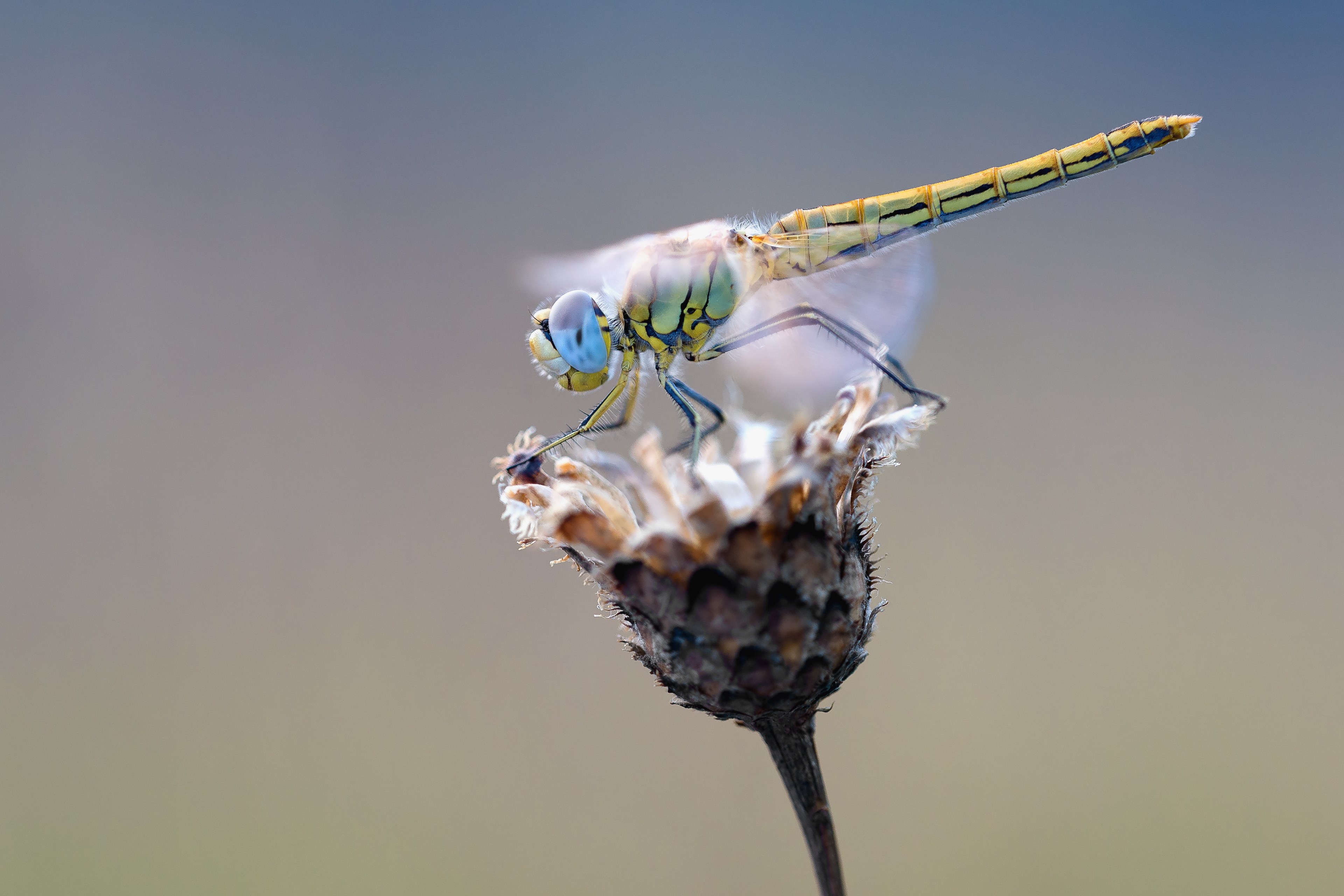 early heath dragonfly dragonfly macro nature insect 4k, HD Wallpaper