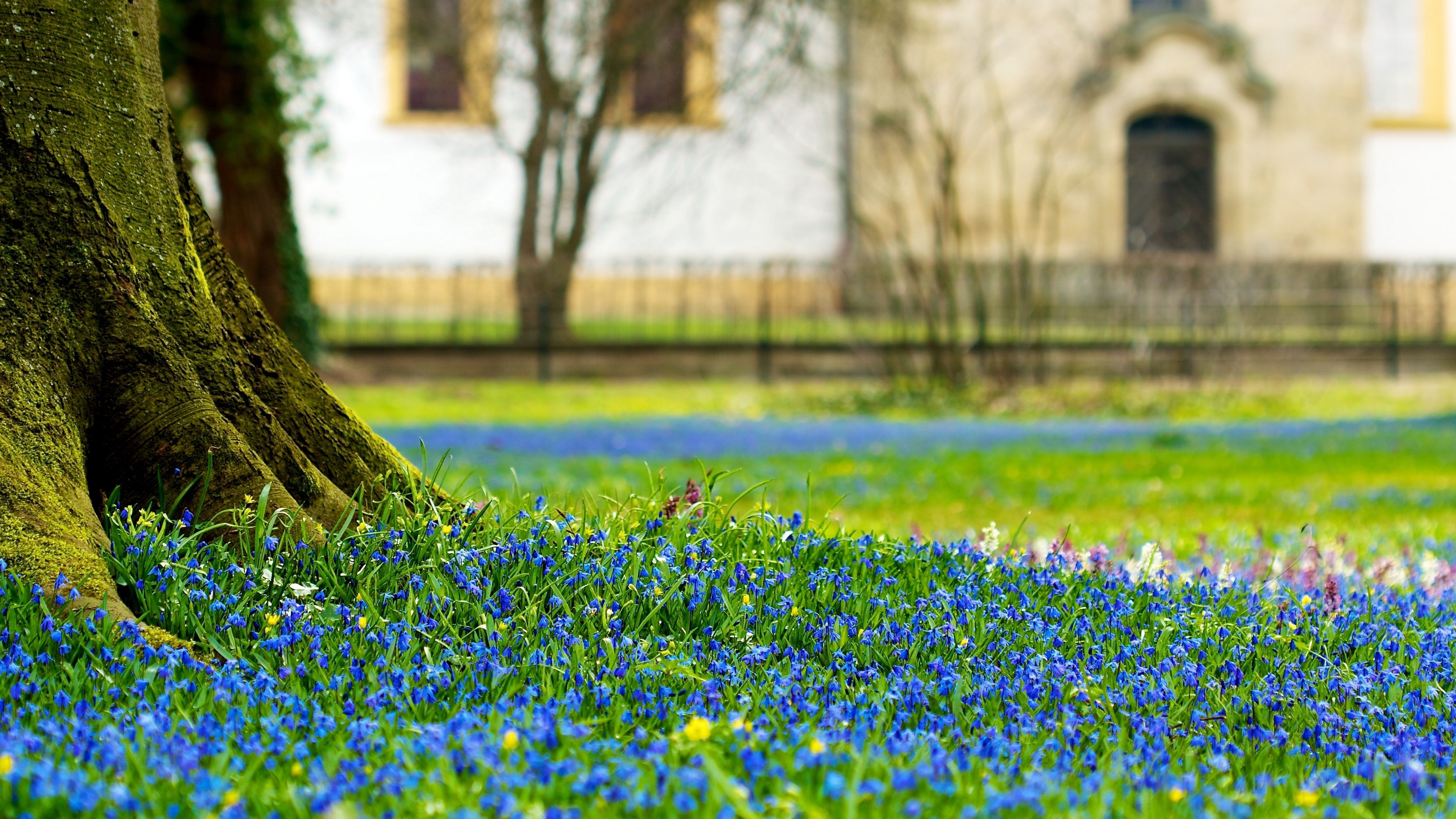 flowers, macro, earth, tree, trunk, 4k, HD Wallpaper