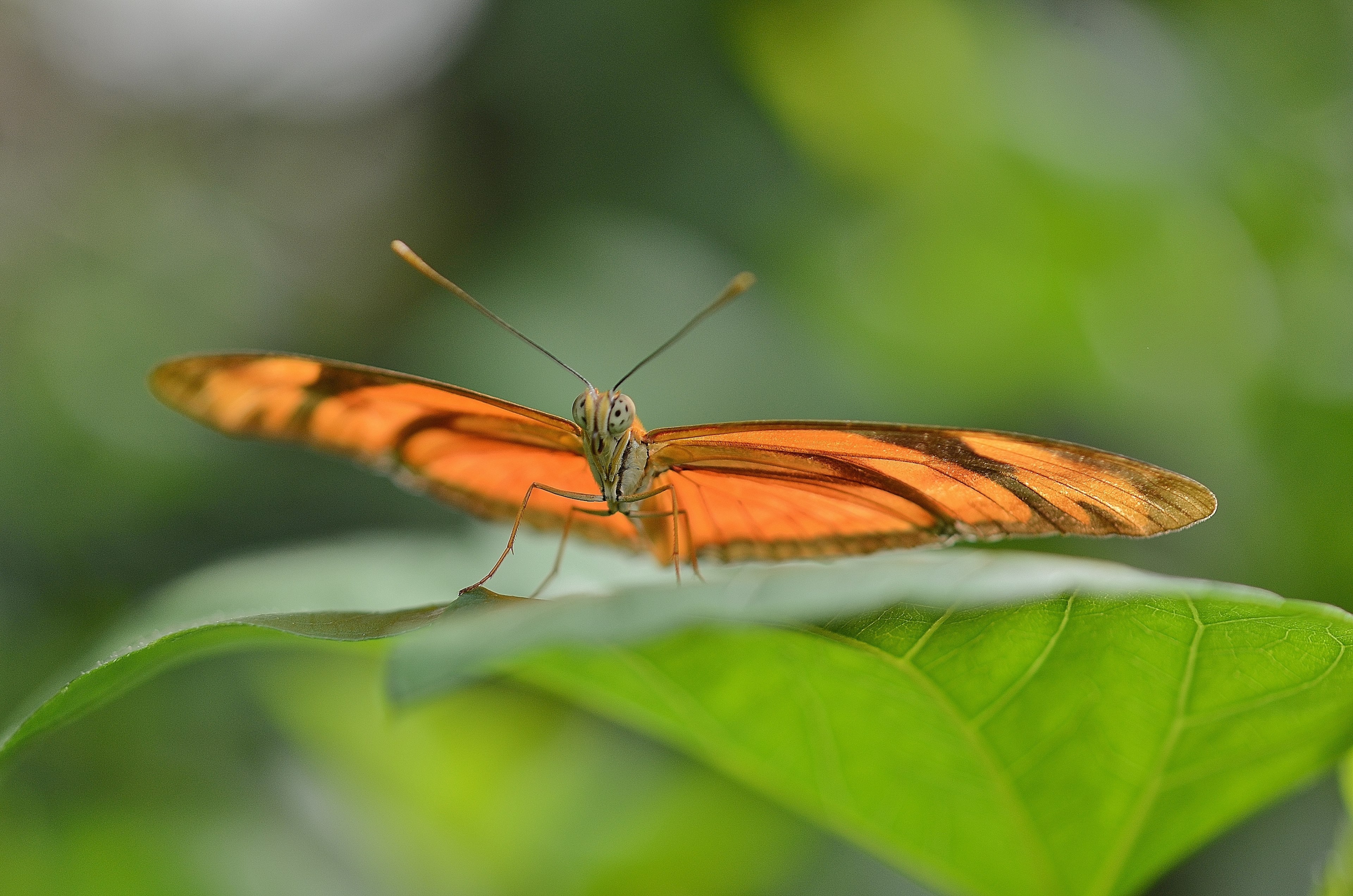 dryas julia julia longwin butterfly insect orange 4k, HD Wallpaper