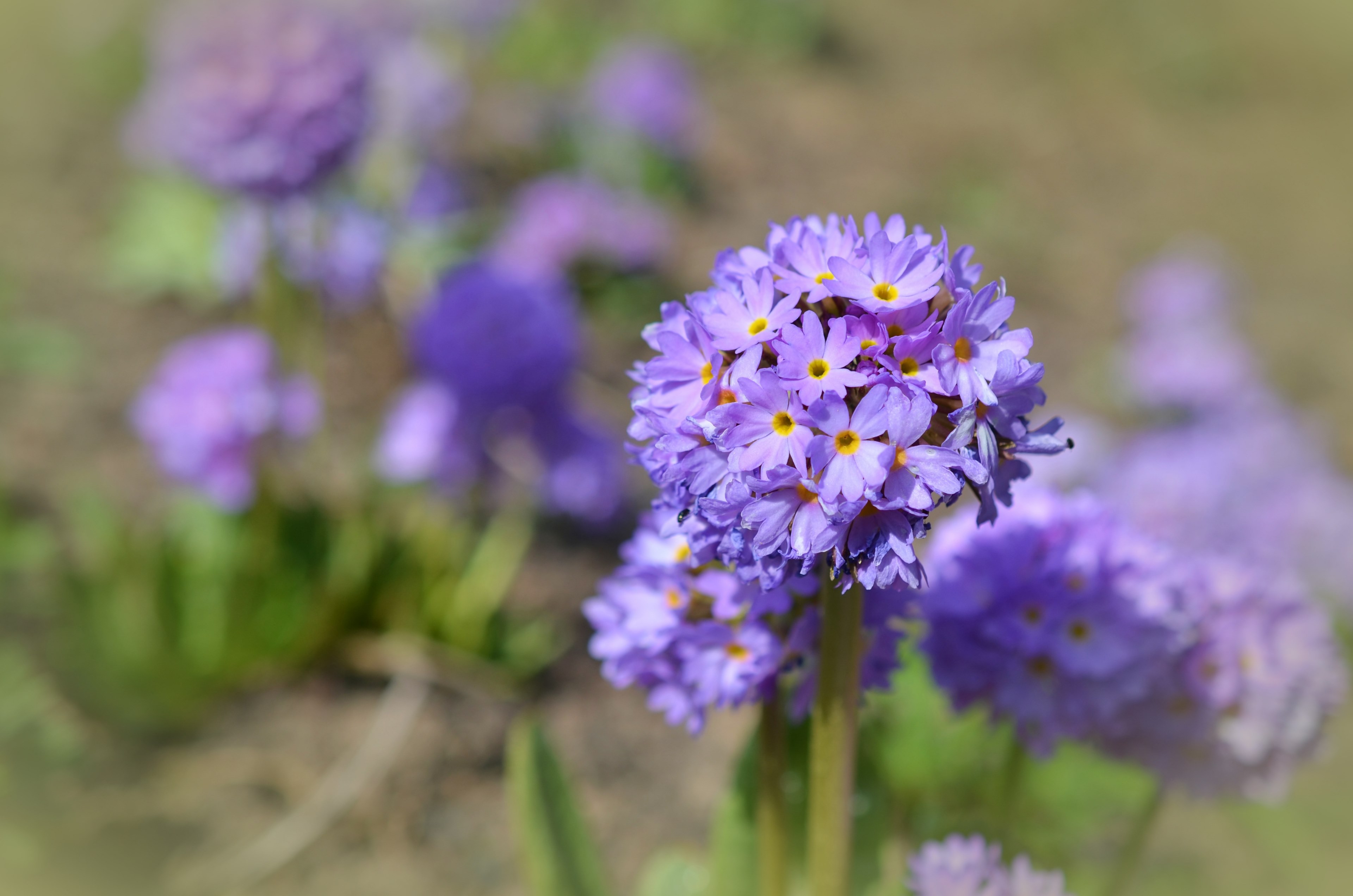 drumstick spring blossom bloom primrose purple 4k, HD Wallpaper