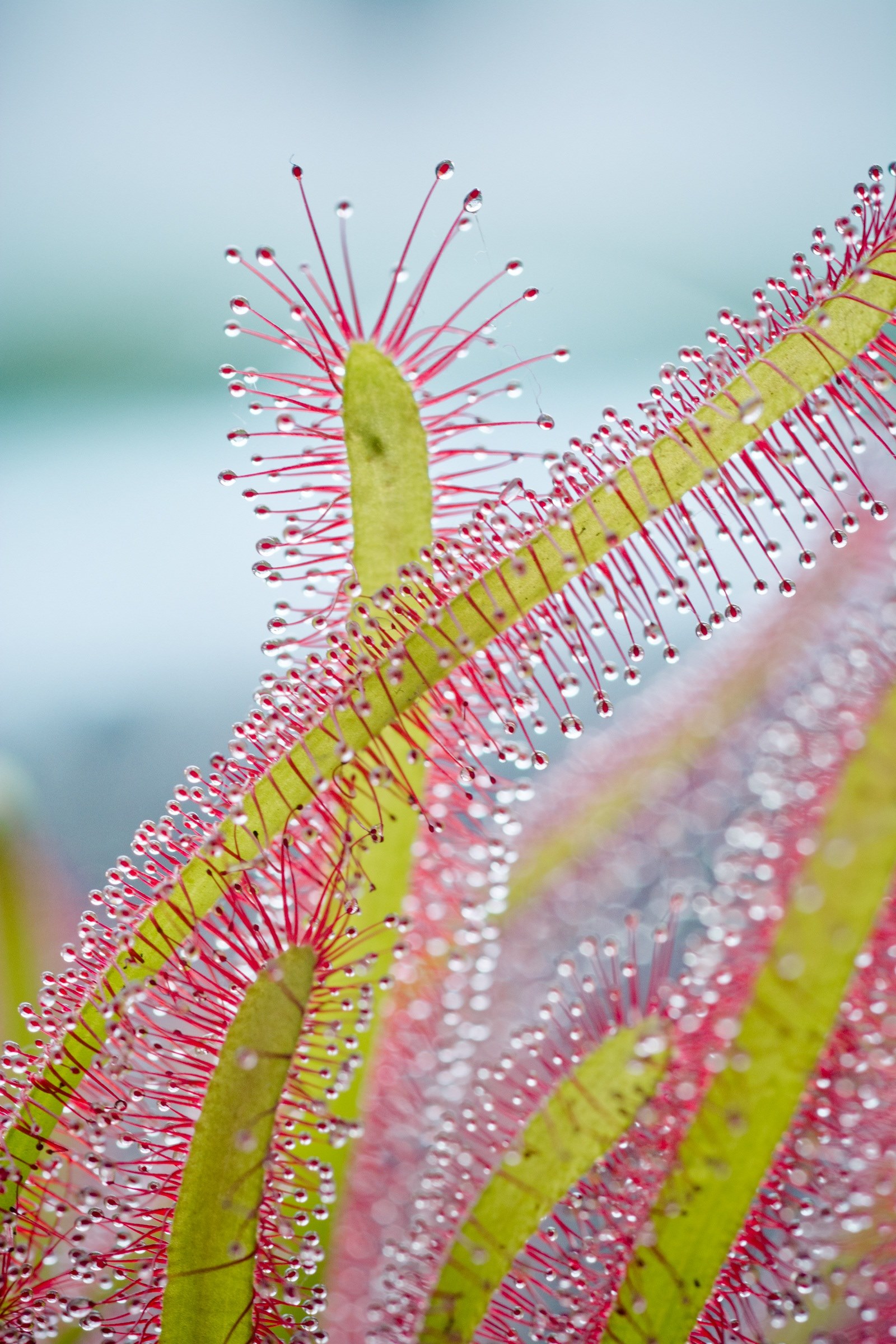 drosera capensis cape sundew sundew droplets 4k, Phone HD Wallpaper