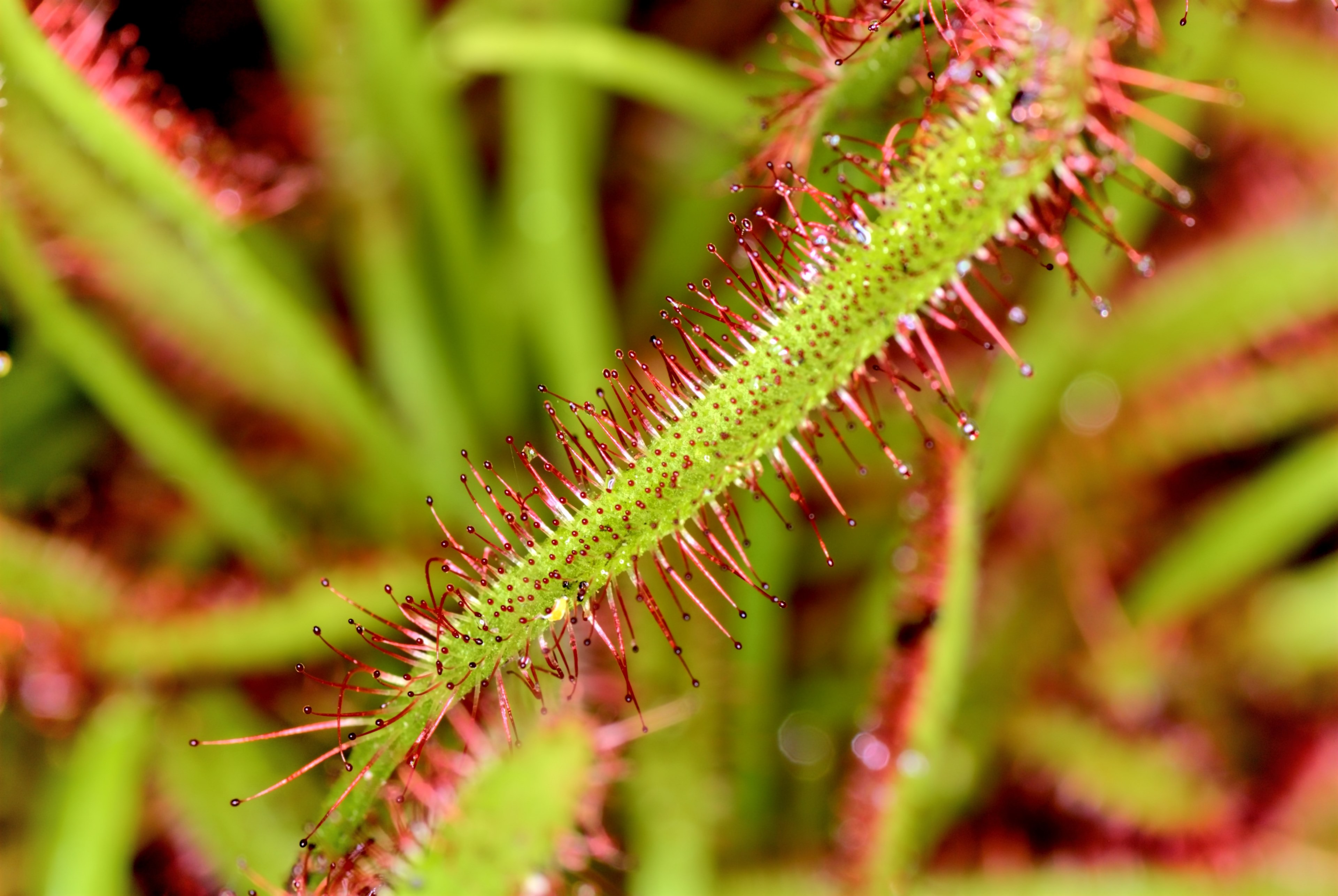 drosera flowers nature plant spring plants beauty 4k, HD Wallpaper