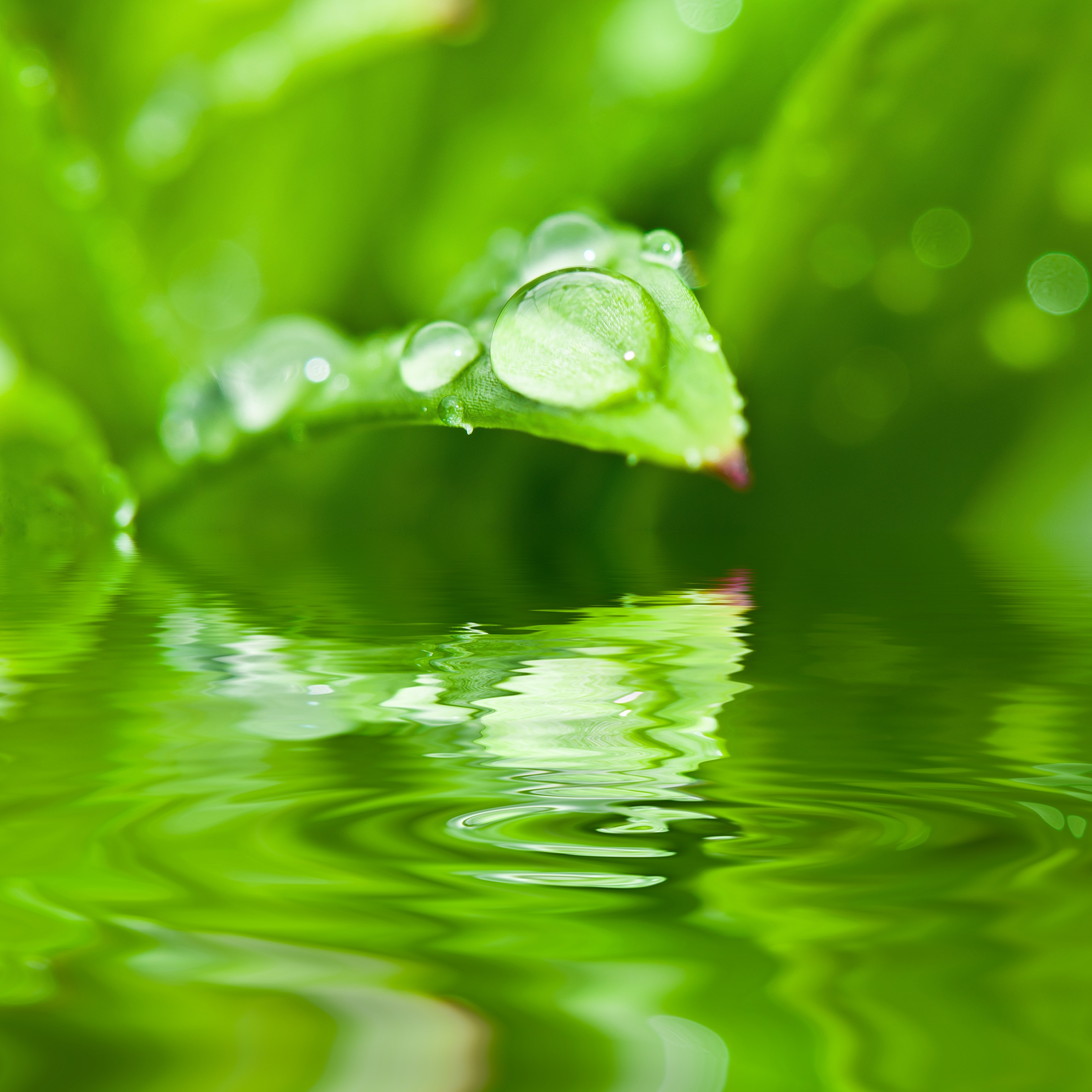 drip dew dewdrop water drop of water leaf halm 4k, Phone HD Wallpaper