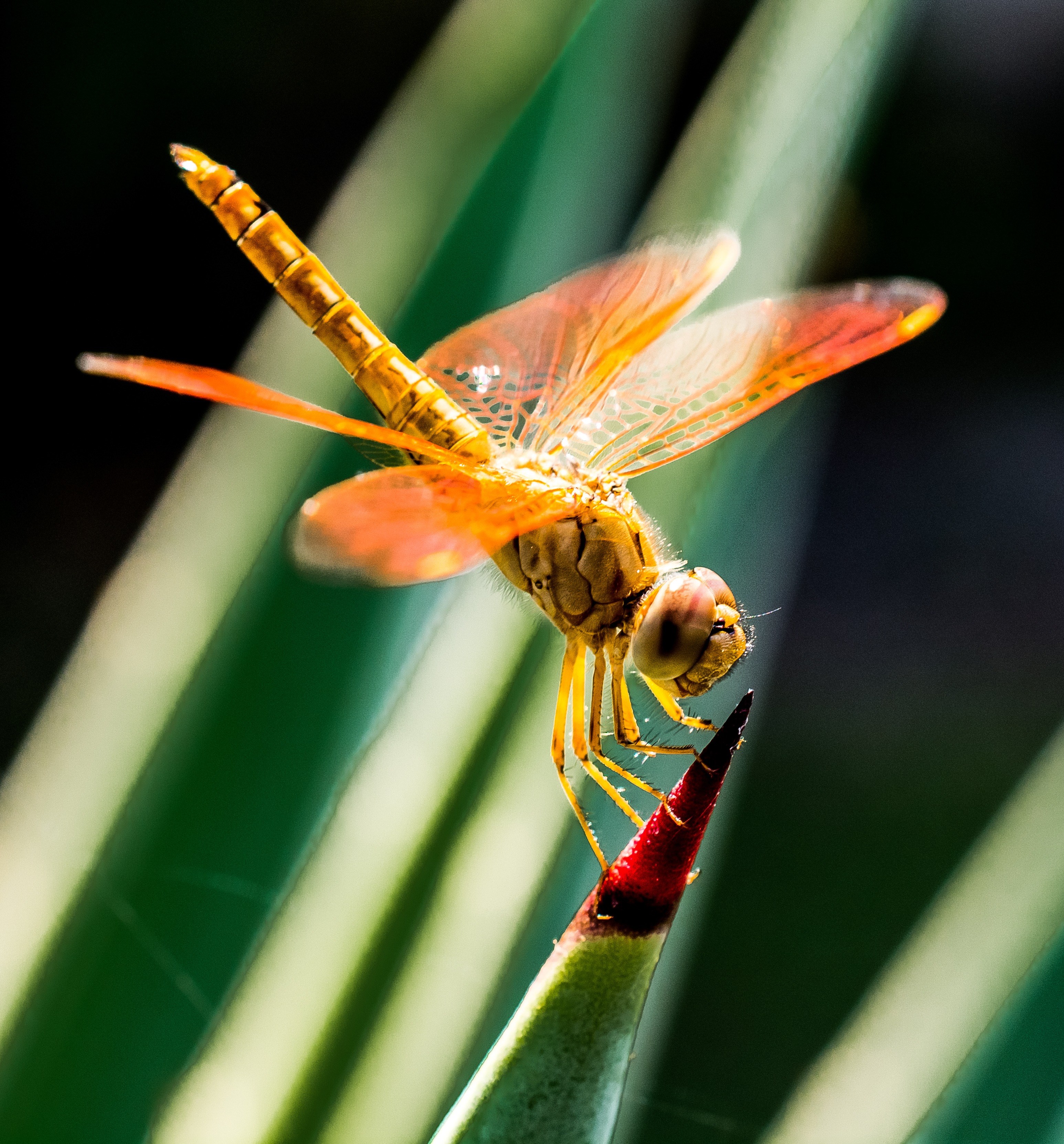 dragonfly insect close 4k, Phone HD Wallpaper