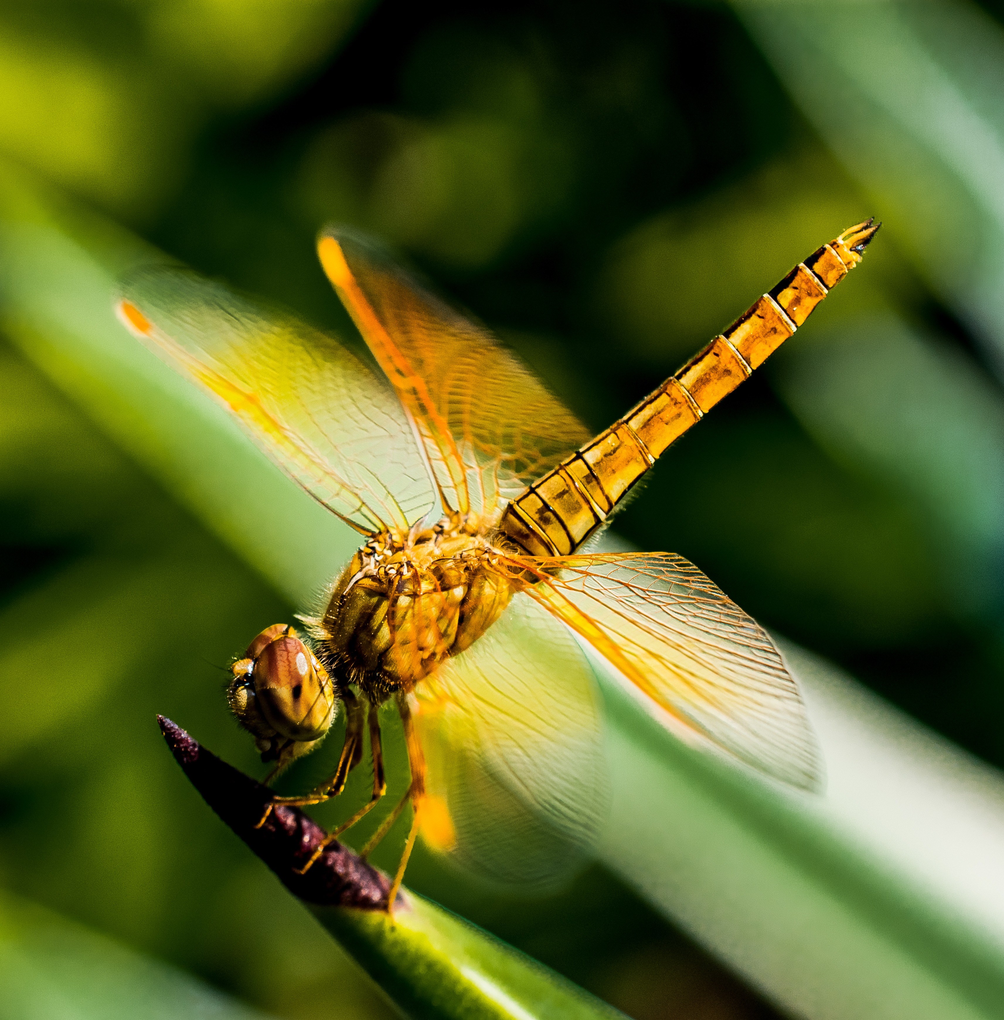 dragonfly insect close 4k, Phone HD Wallpaper