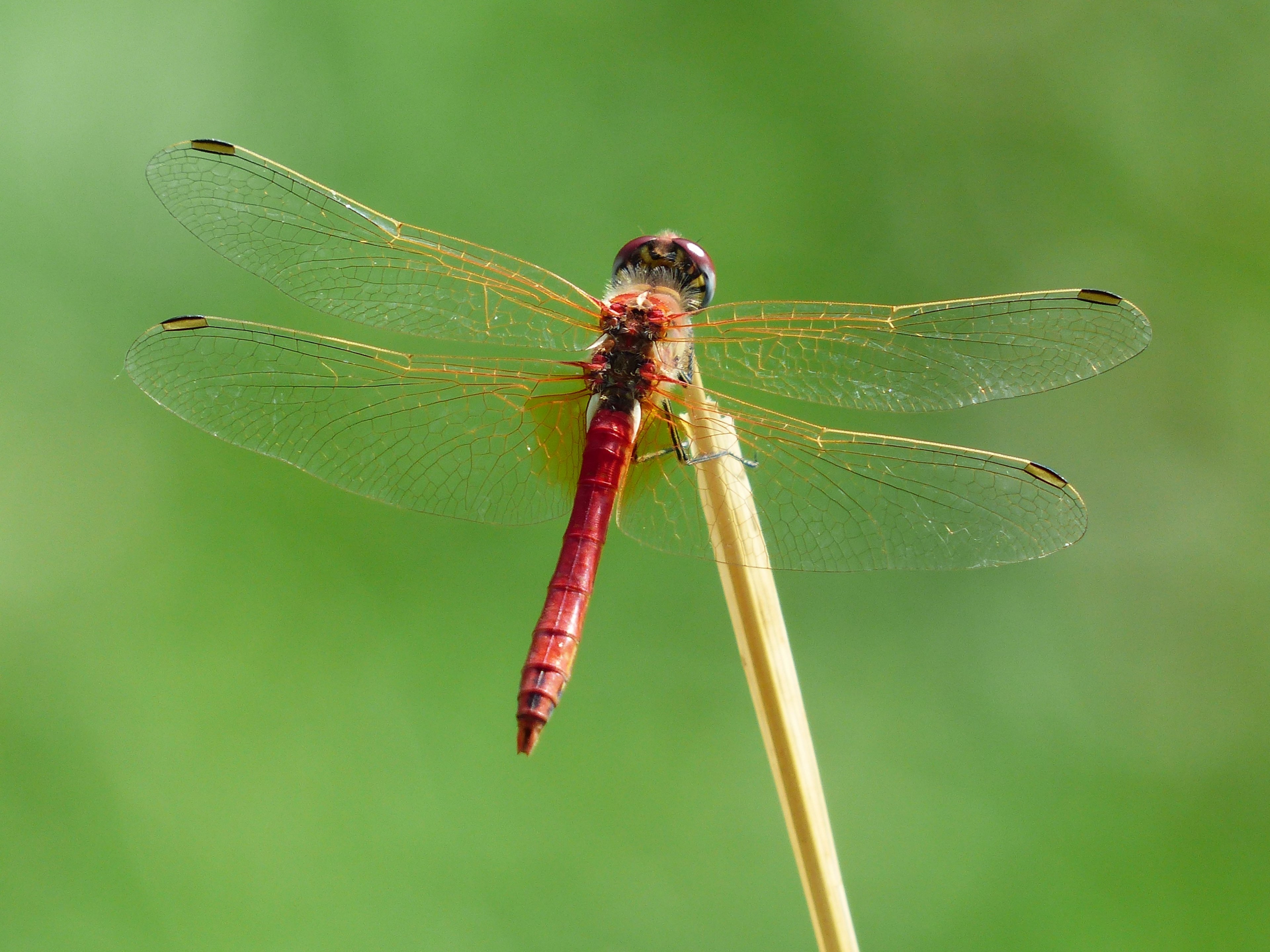 dragonfly red animal insect flight insect 4k, HD Wallpaper
