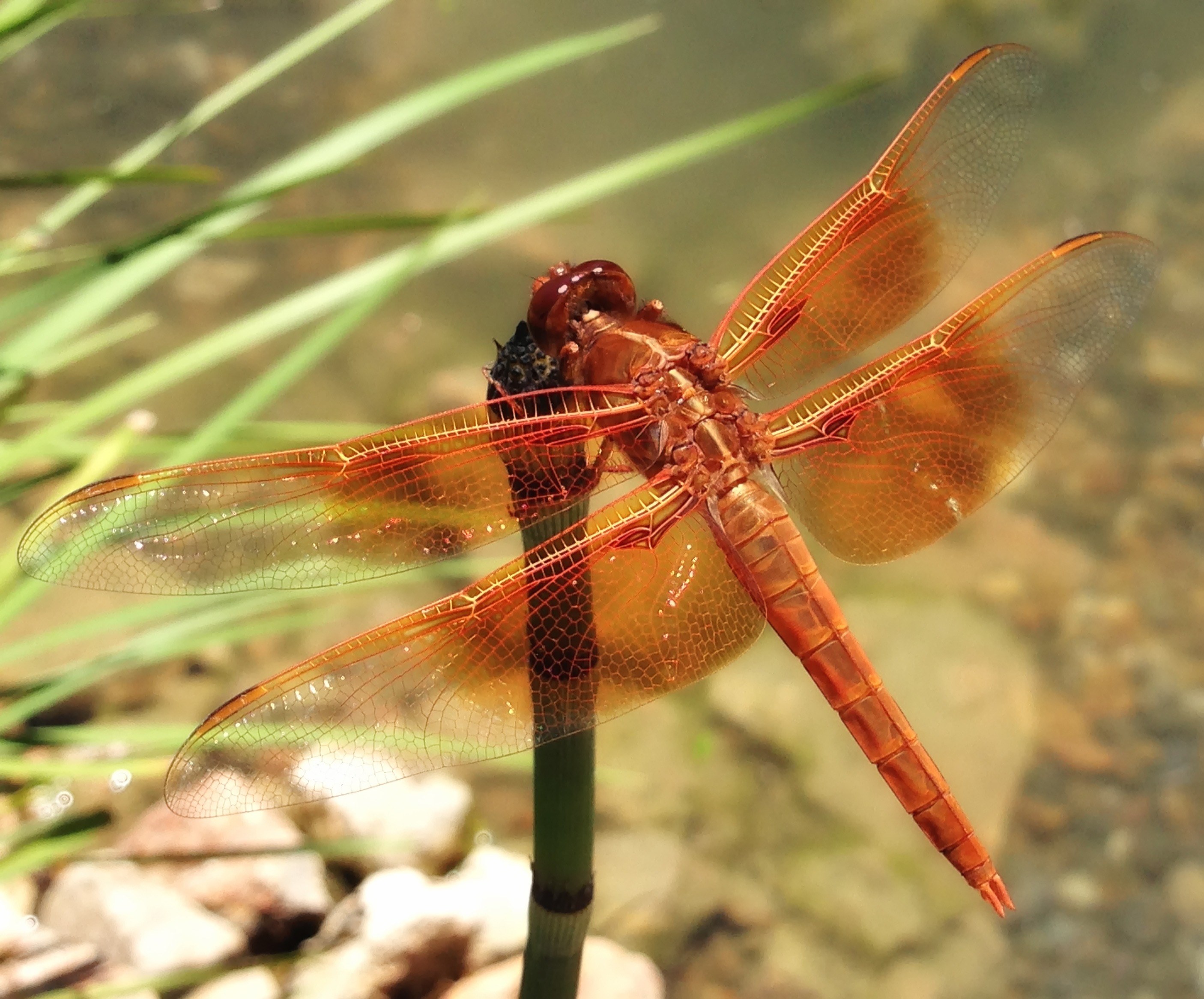 dragonfly insect nature outside macro close up 4k, HD Wallpaper