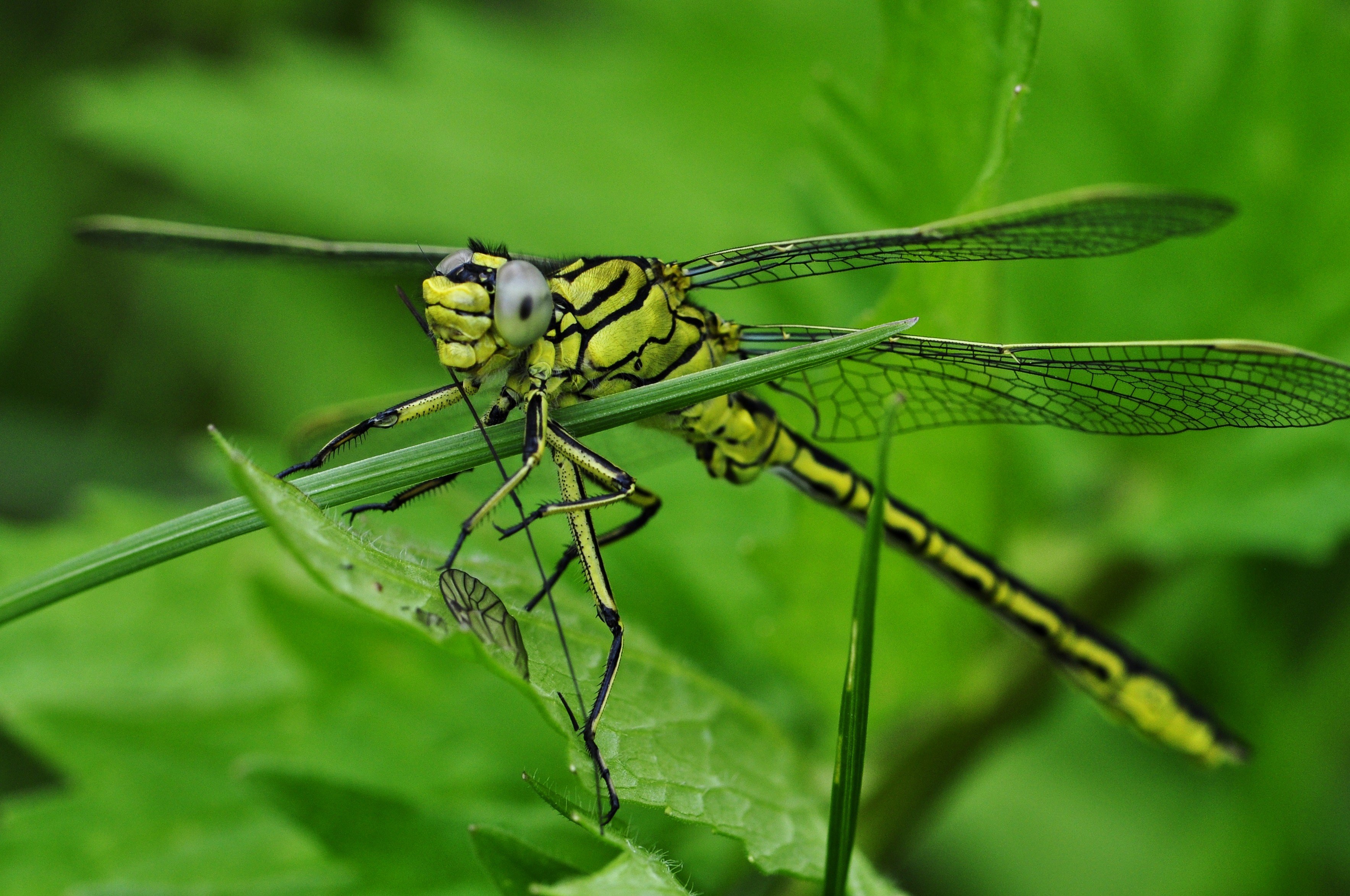 dragonfly macro insect water lake predatory insect 4k, HD Wallpaper