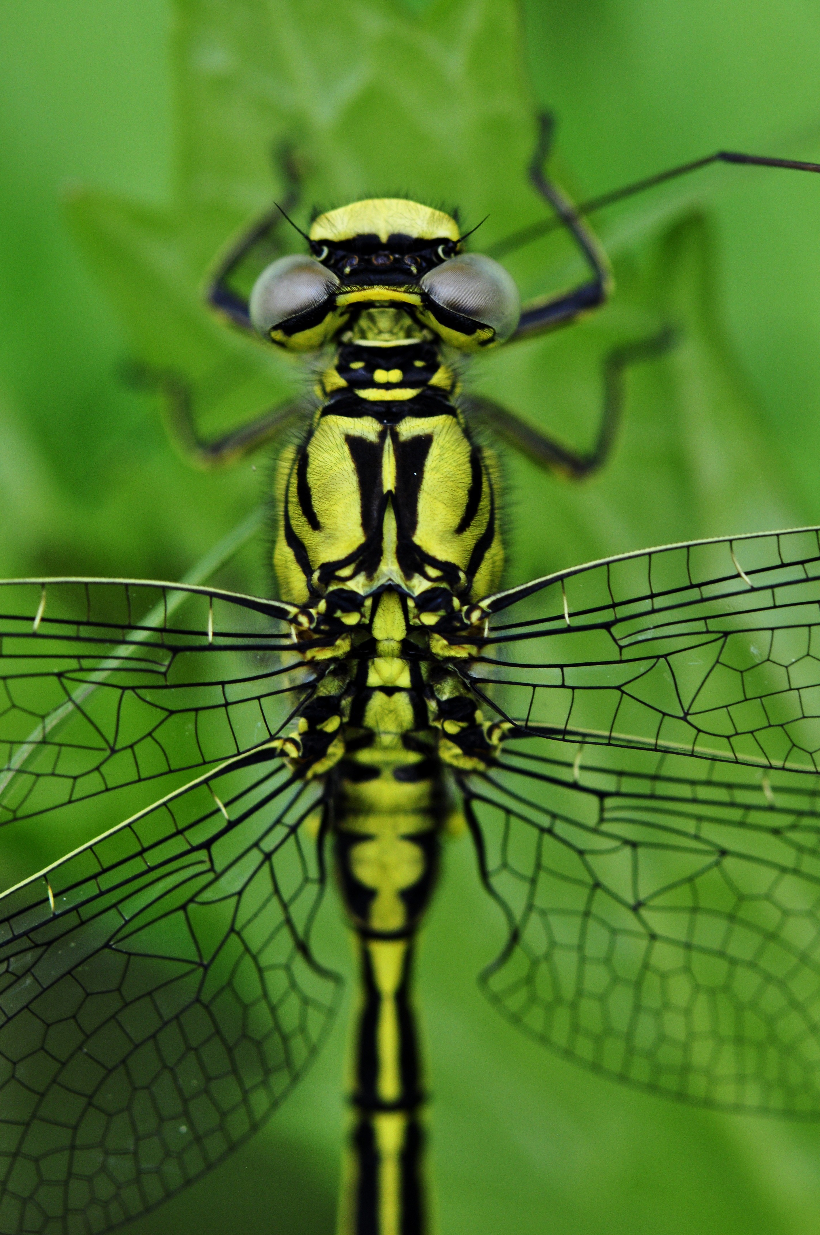 dragonfly macro insect water lake predatory insect 4k, Phone HD Wallpaper