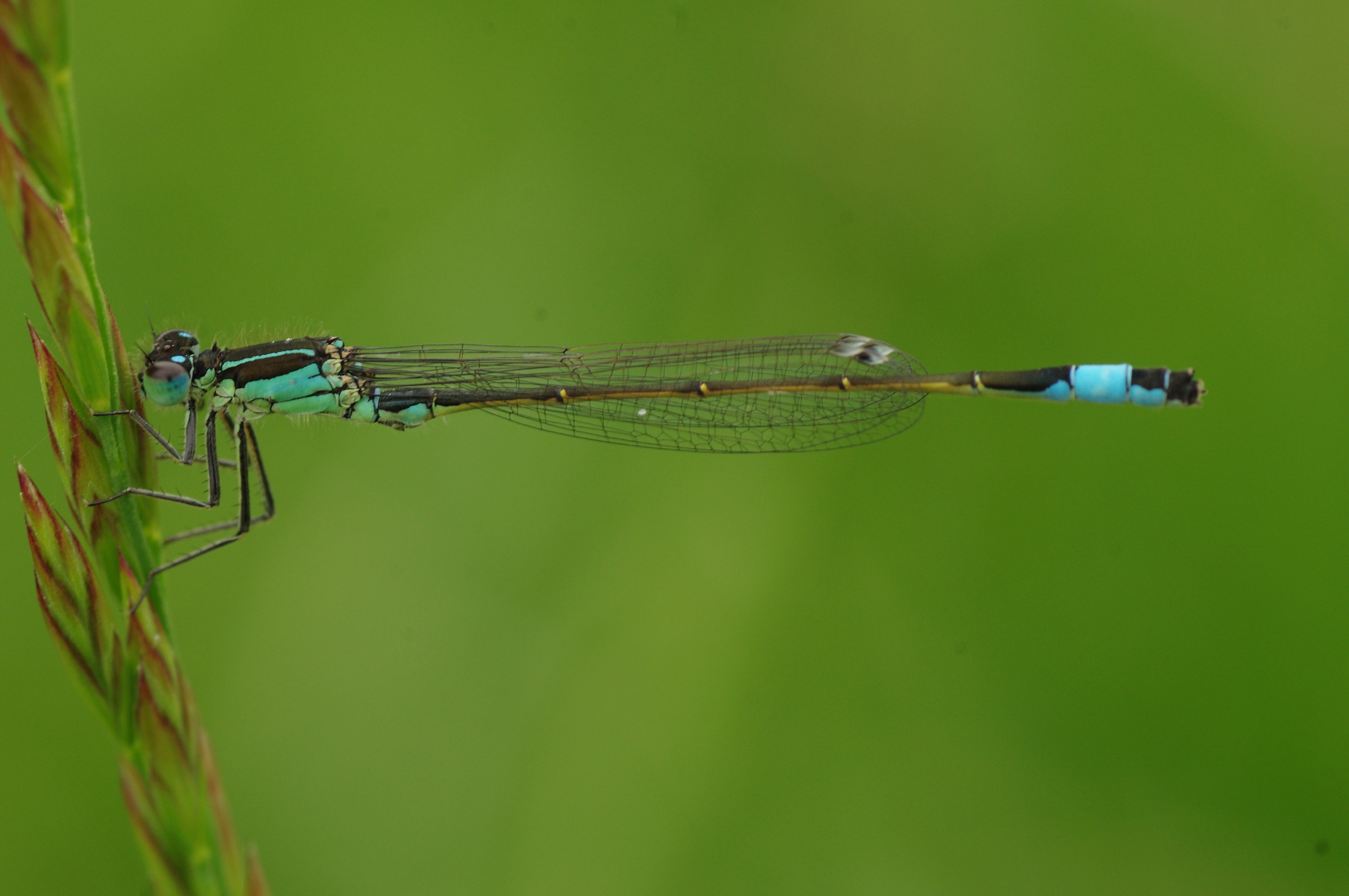 dragonfly insect animal blue dragonfly close macro 4k, HD Wallpaper