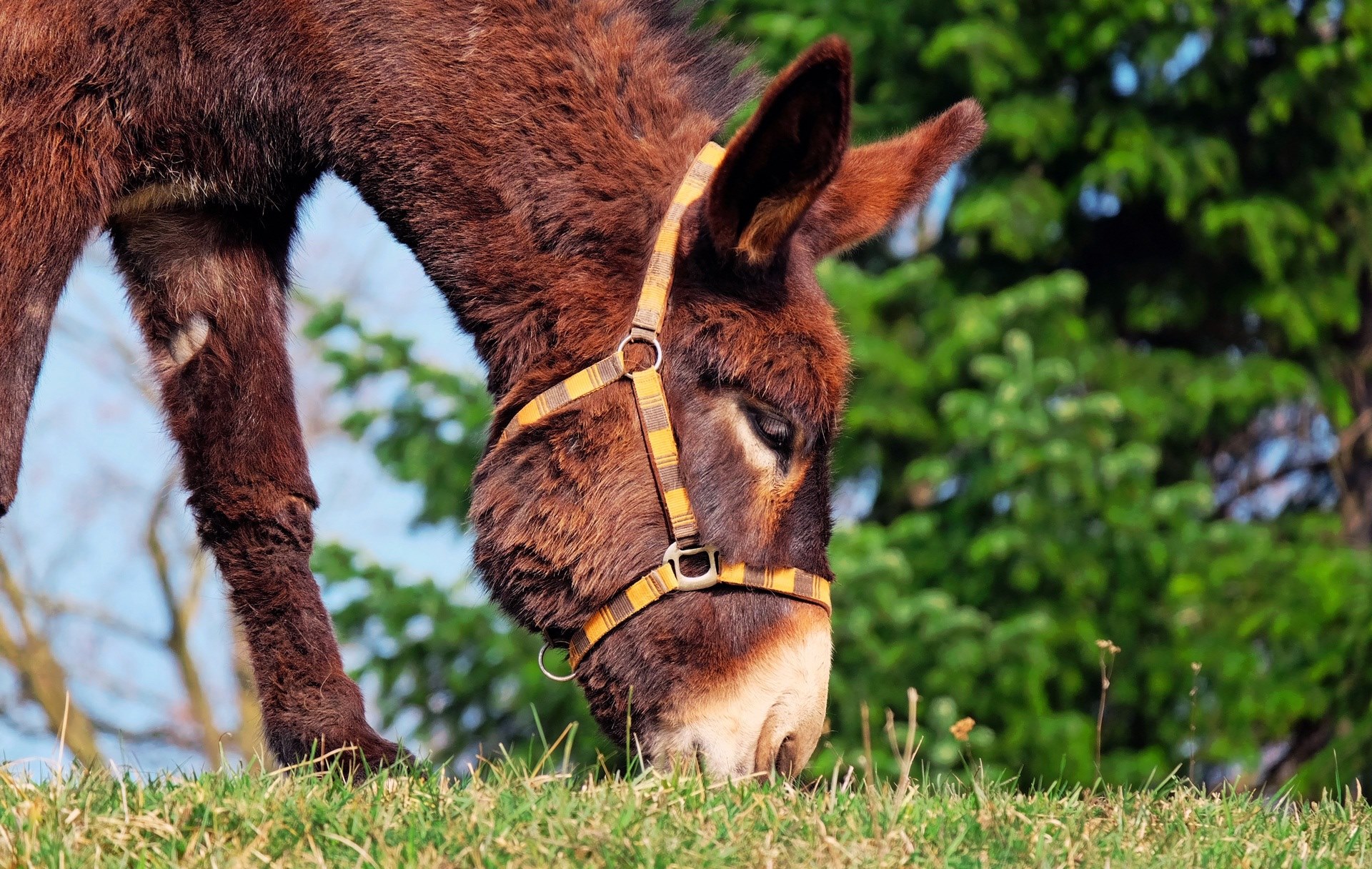 donkey mule animal beast of burden nature rural 4k, HD Wallpaper