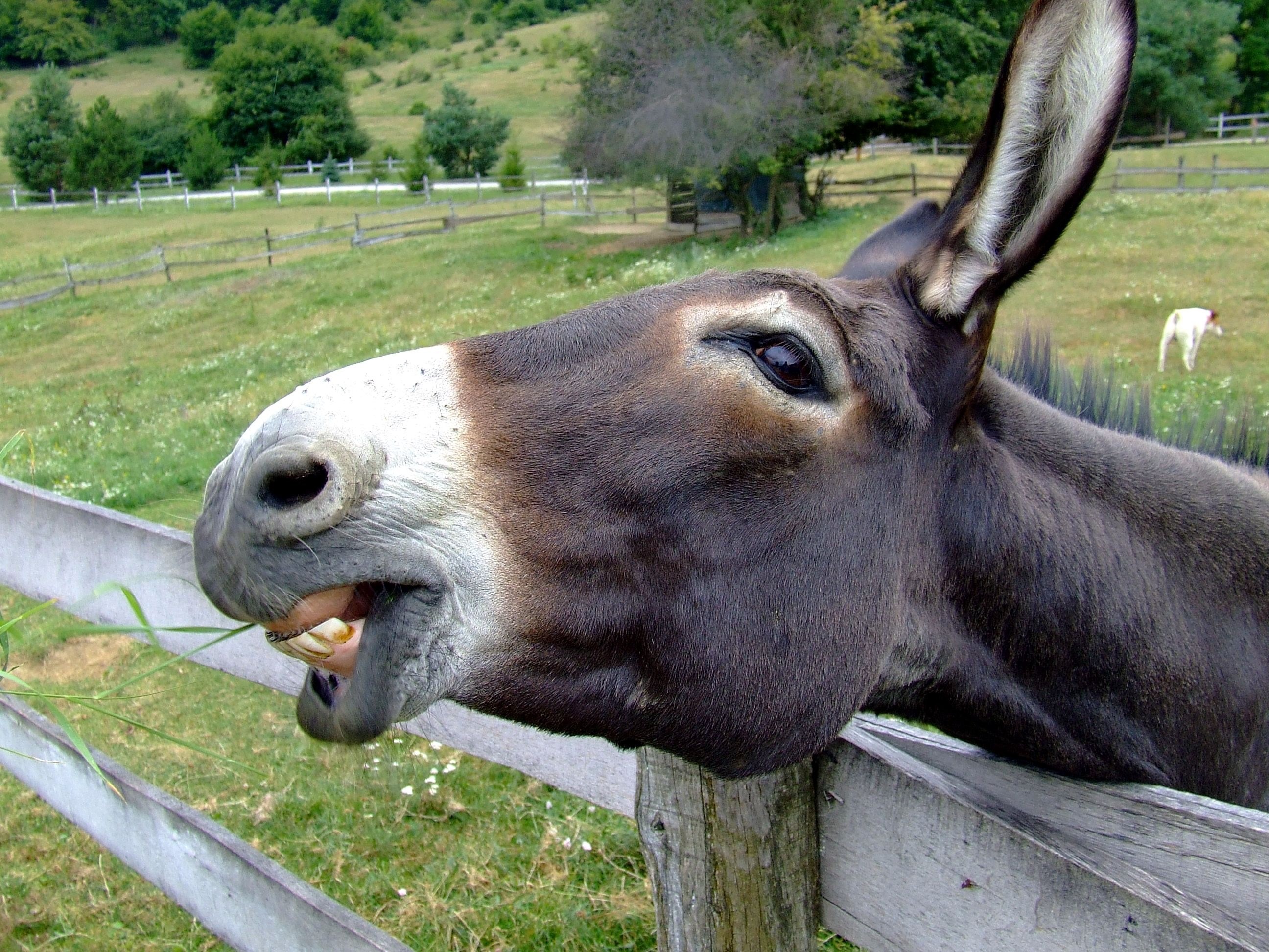 donkey fence nature outside animal close up macro 4k, HD Wallpaper