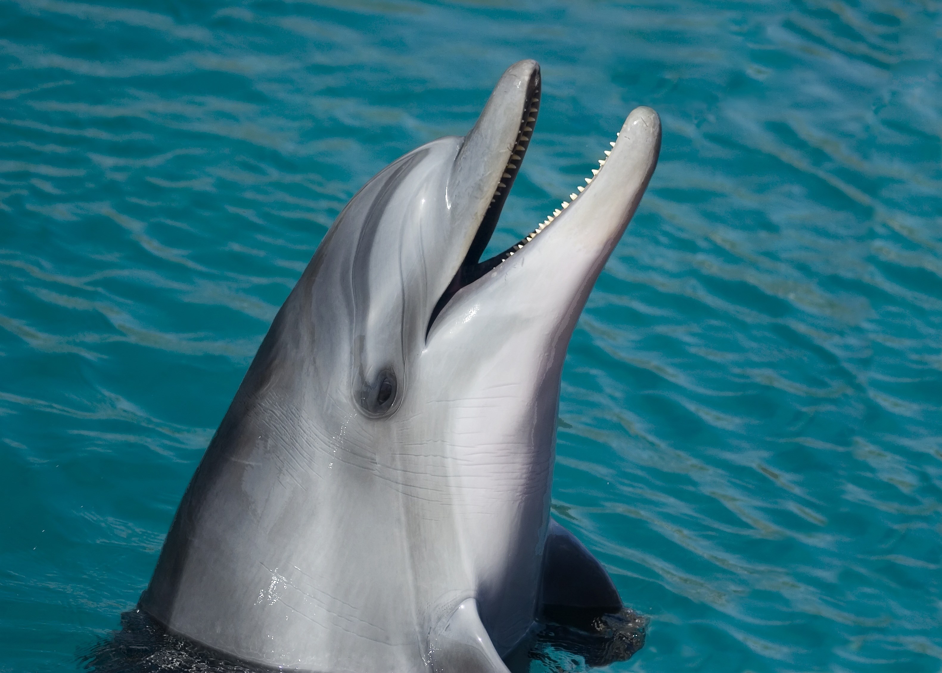 dolphin sea marine smart animal 4k, HD Wallpaper