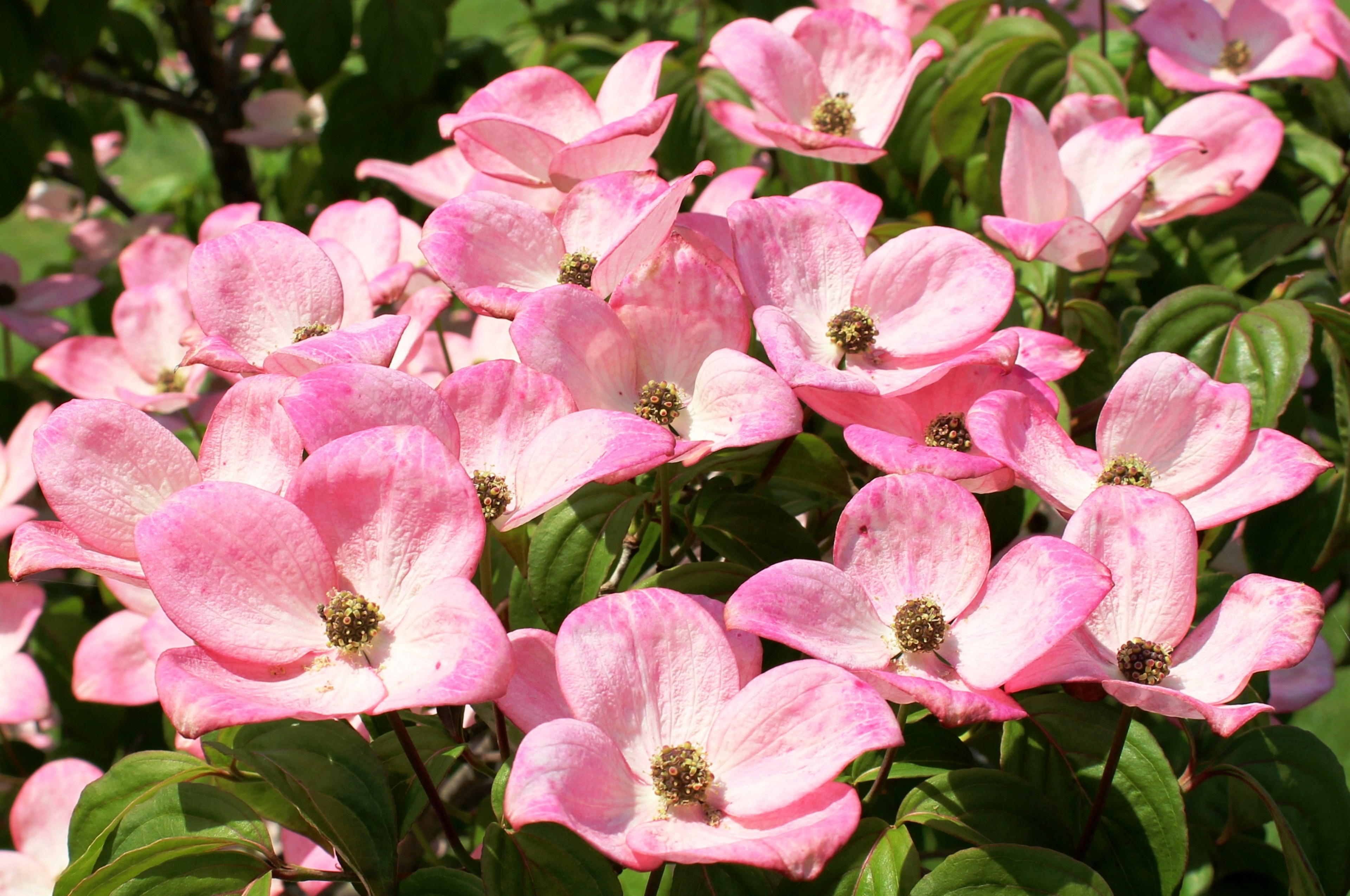 dogwood flowers pink cornus cornus kousa 4k, HD Wallpaper