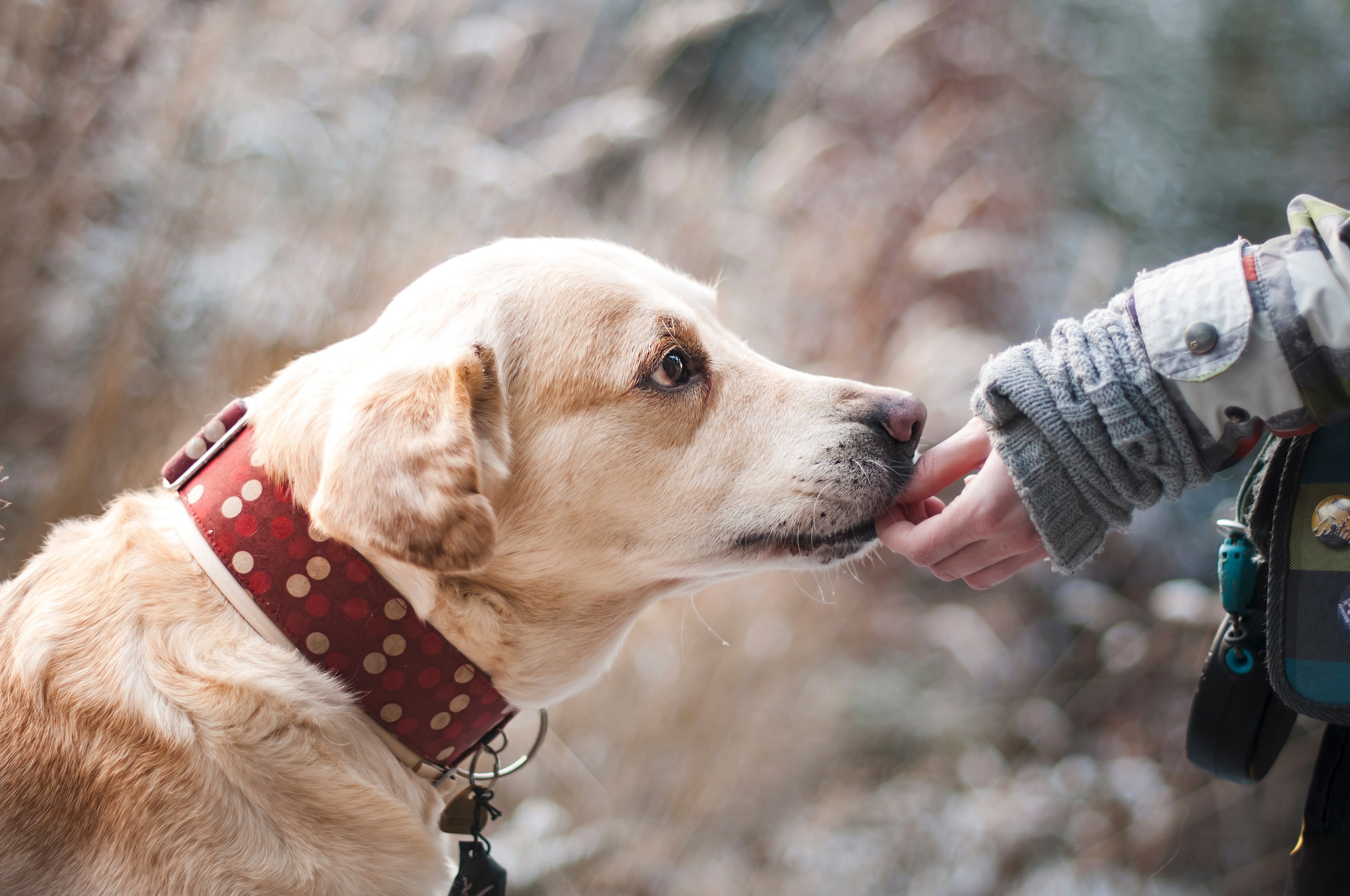 dog friendship nature trust labrador snout 4k, HD Wallpaper