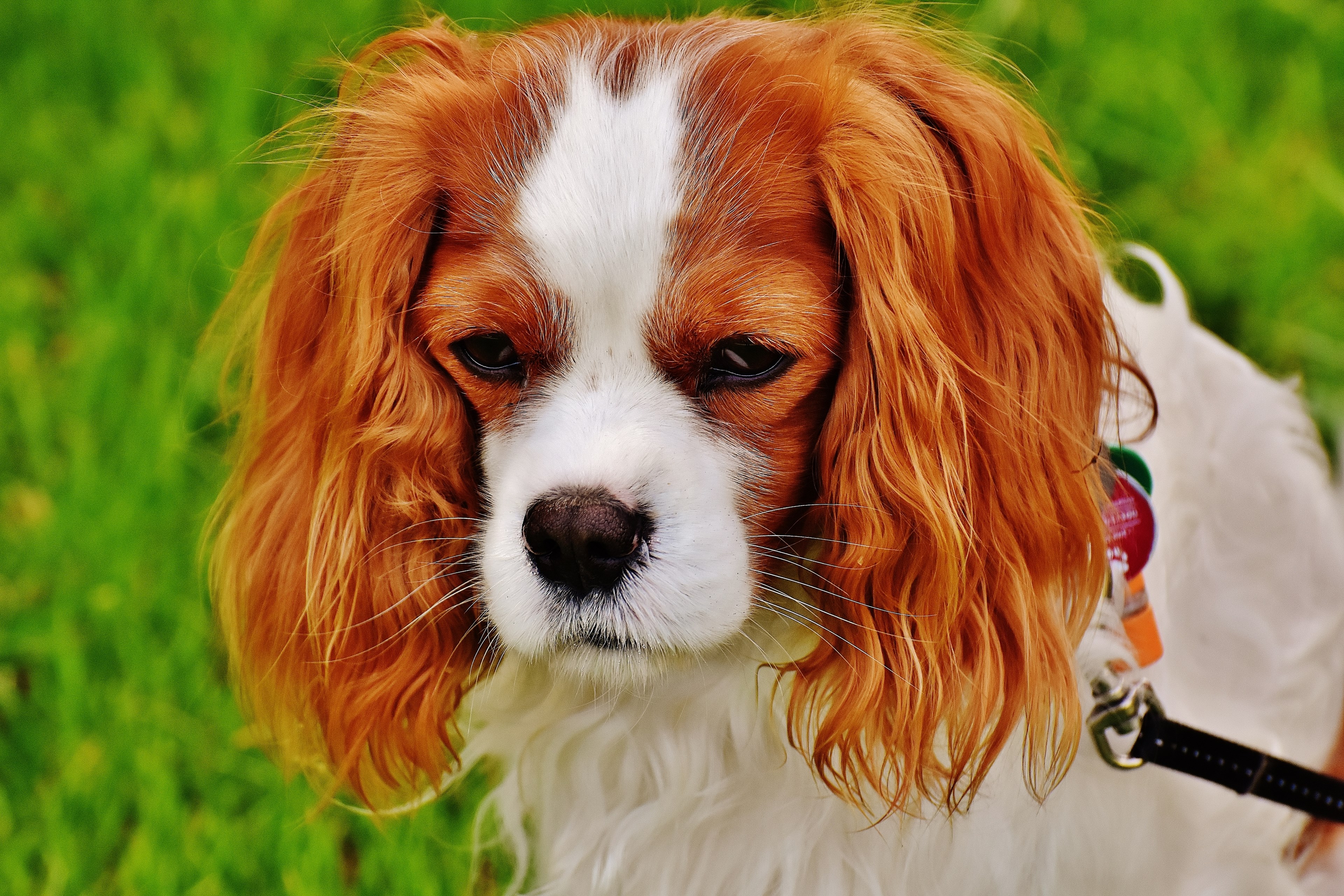 dog cavalier king charles spaniel funny pet animal 4k, HD Wallpaper
