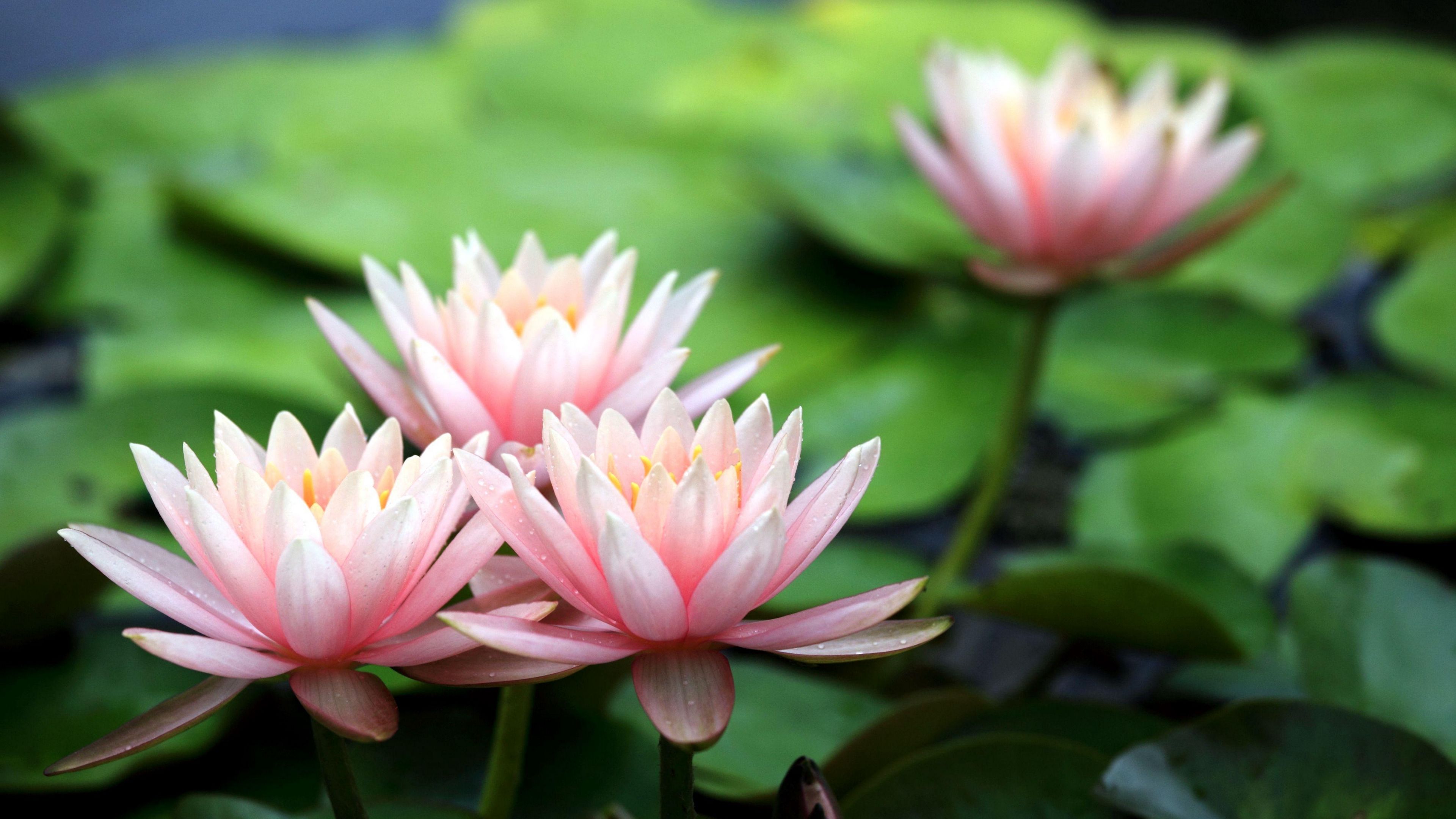 water-lily, leaves, blur, pond, close-up, 4k, HD Wallpaper