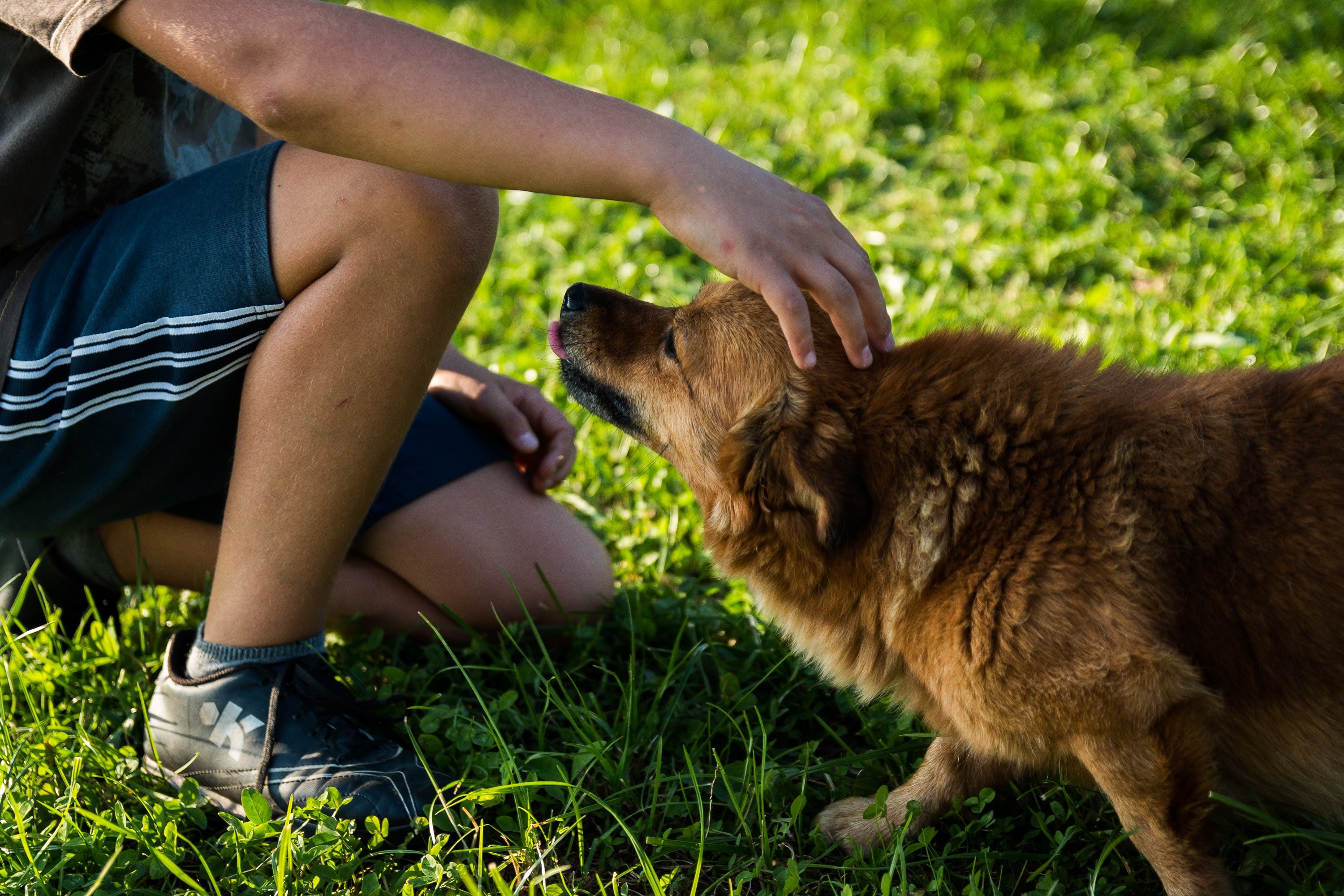 dog man a friend of man fun friendship child 4k, HD Wallpaper