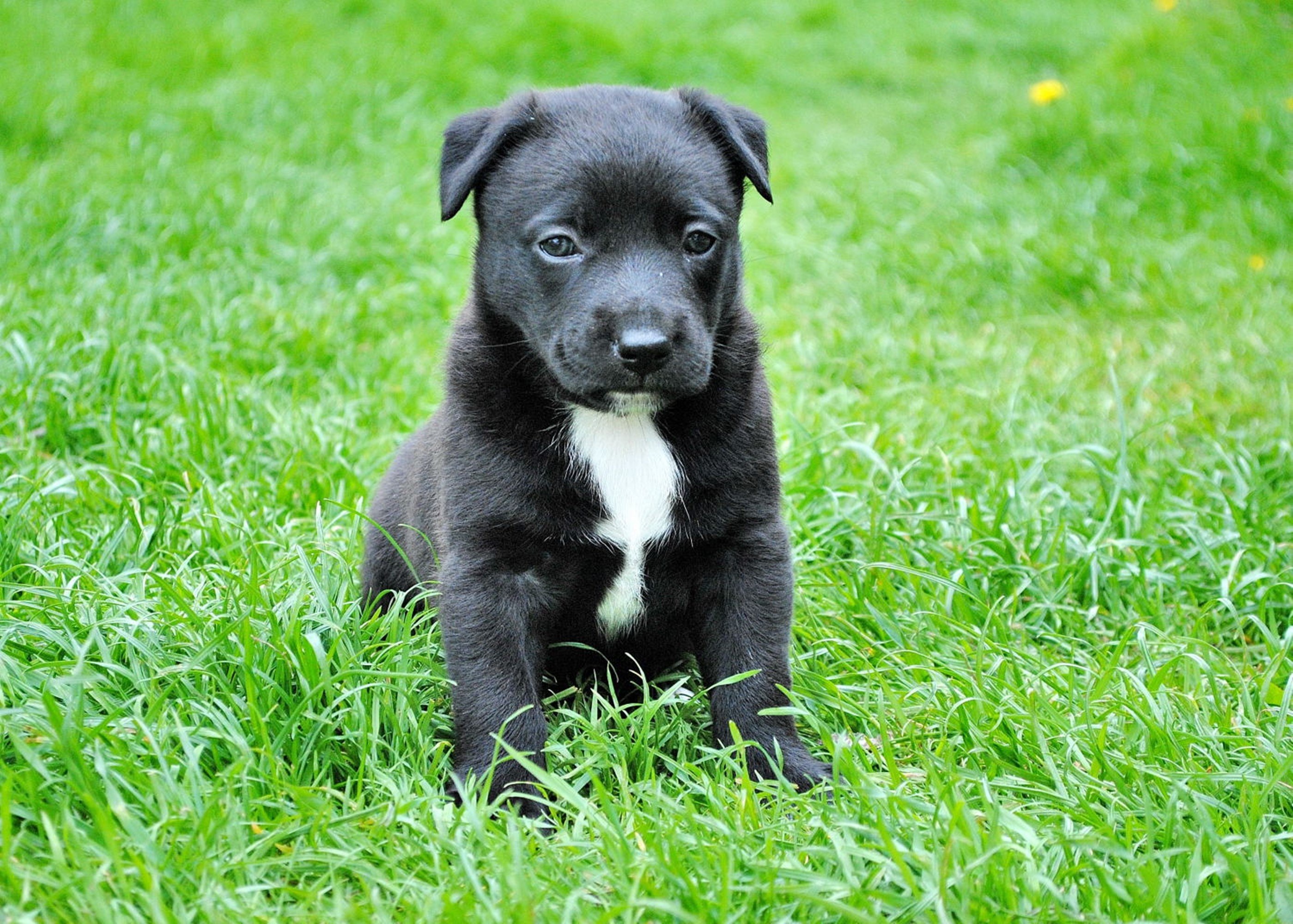 dog young dog puppy 4k, HD Wallpaper