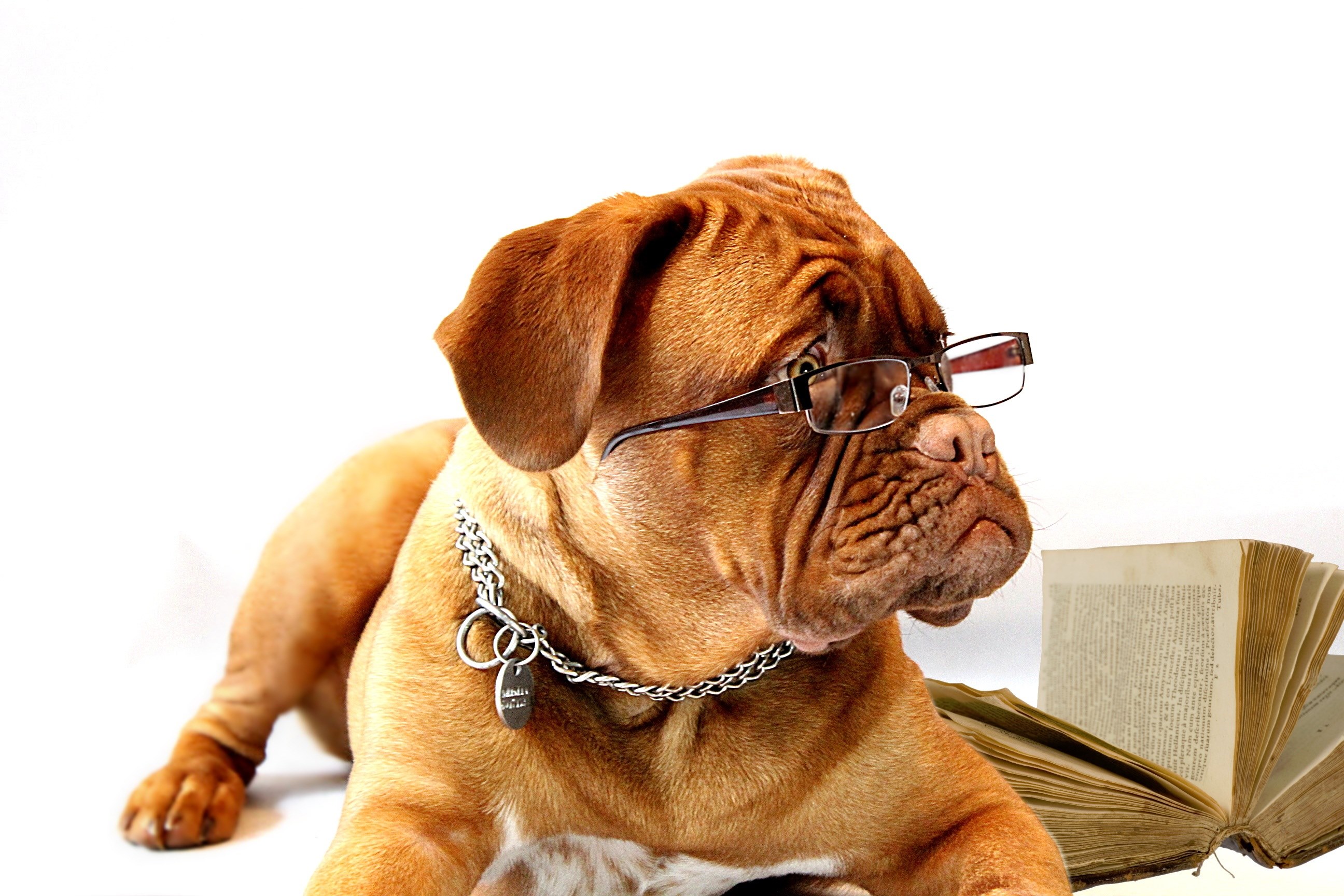 dog dogue de bordeaux mastiff bordeaux burgundy 4k, HD Wallpaper