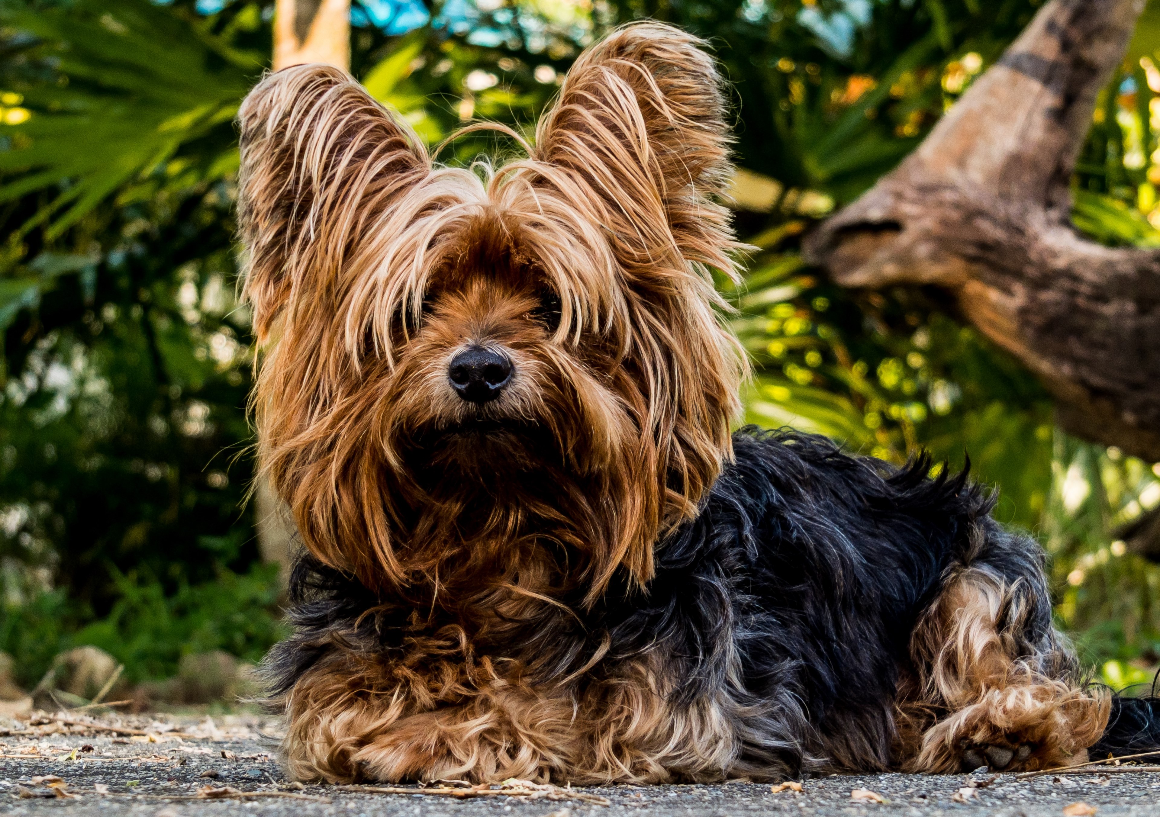 dog yorkshire terrier small dog 4k, HD Wallpaper