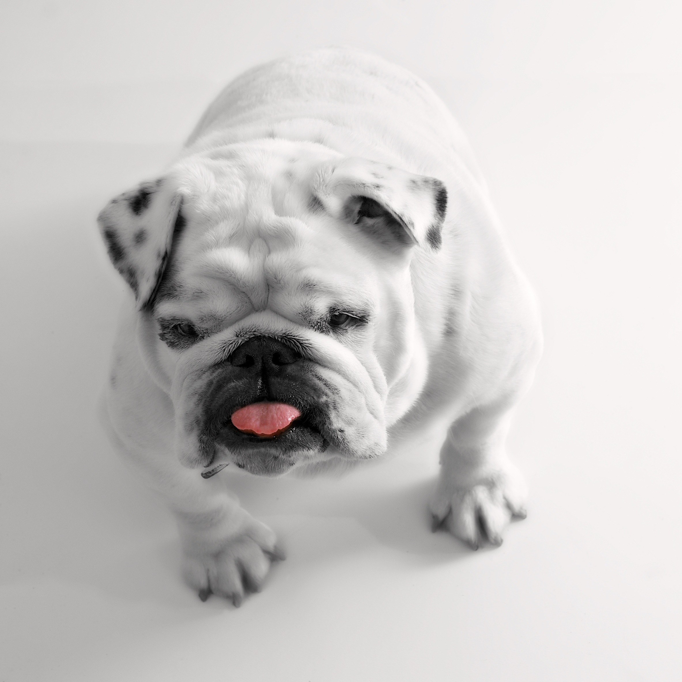 dog bulldog white tongue funny little dog pet 4k, Phone HD Wallpaper