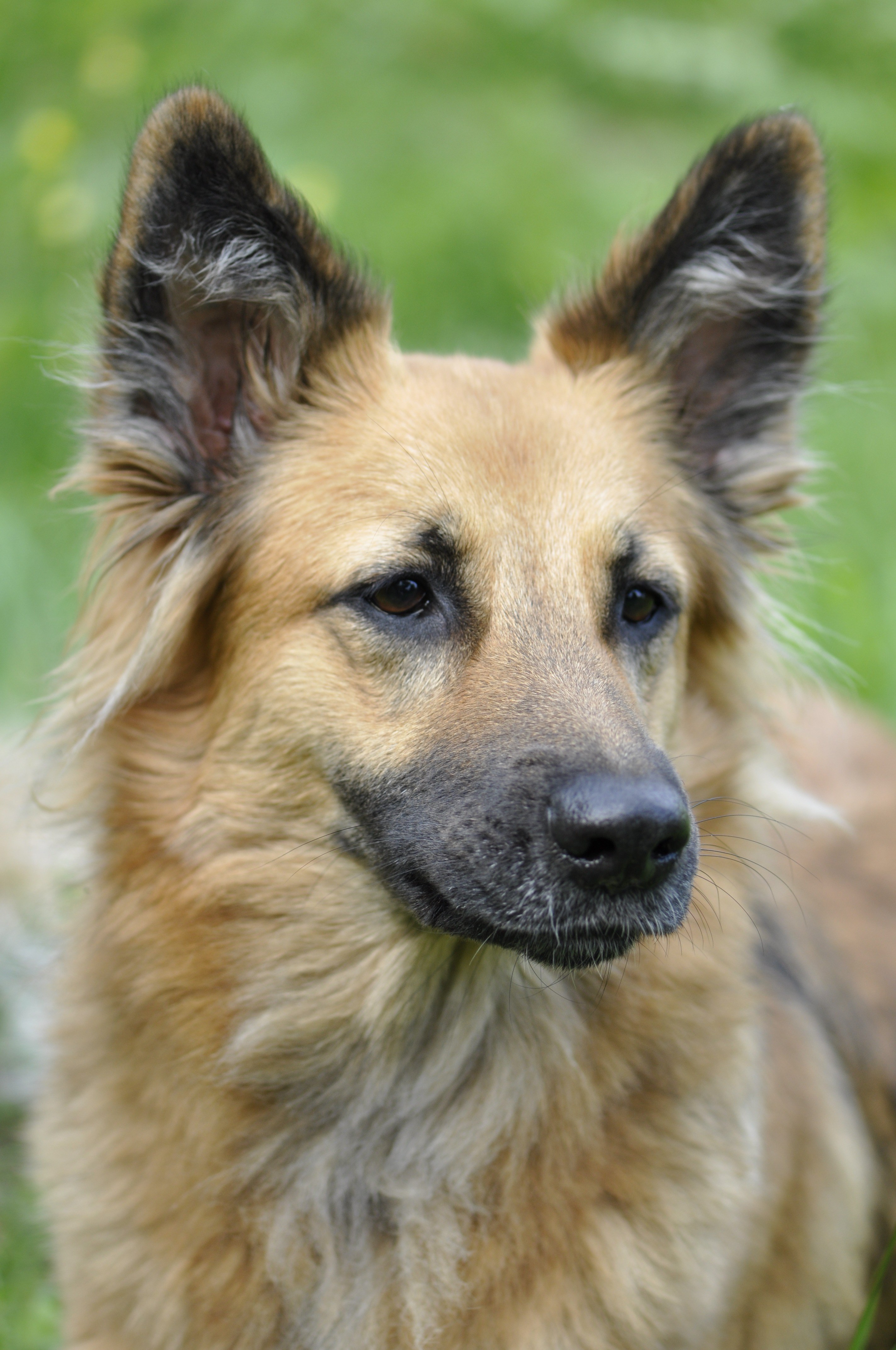 dog animal portrait head melancholic friend 4k, Phone HD Wallpaper