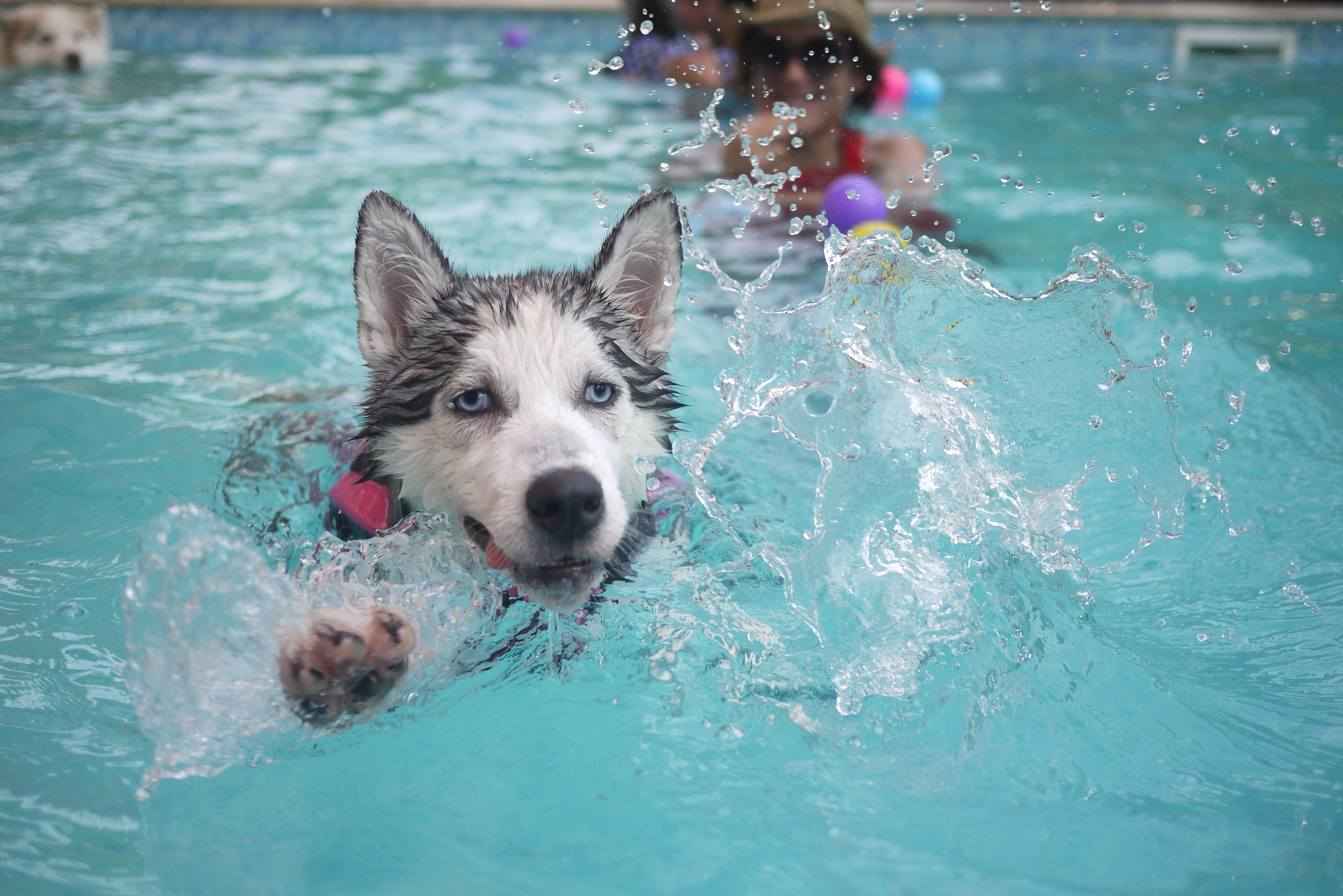 dog animal puppy siberian huskies siberian husky 4k, HD Wallpaper